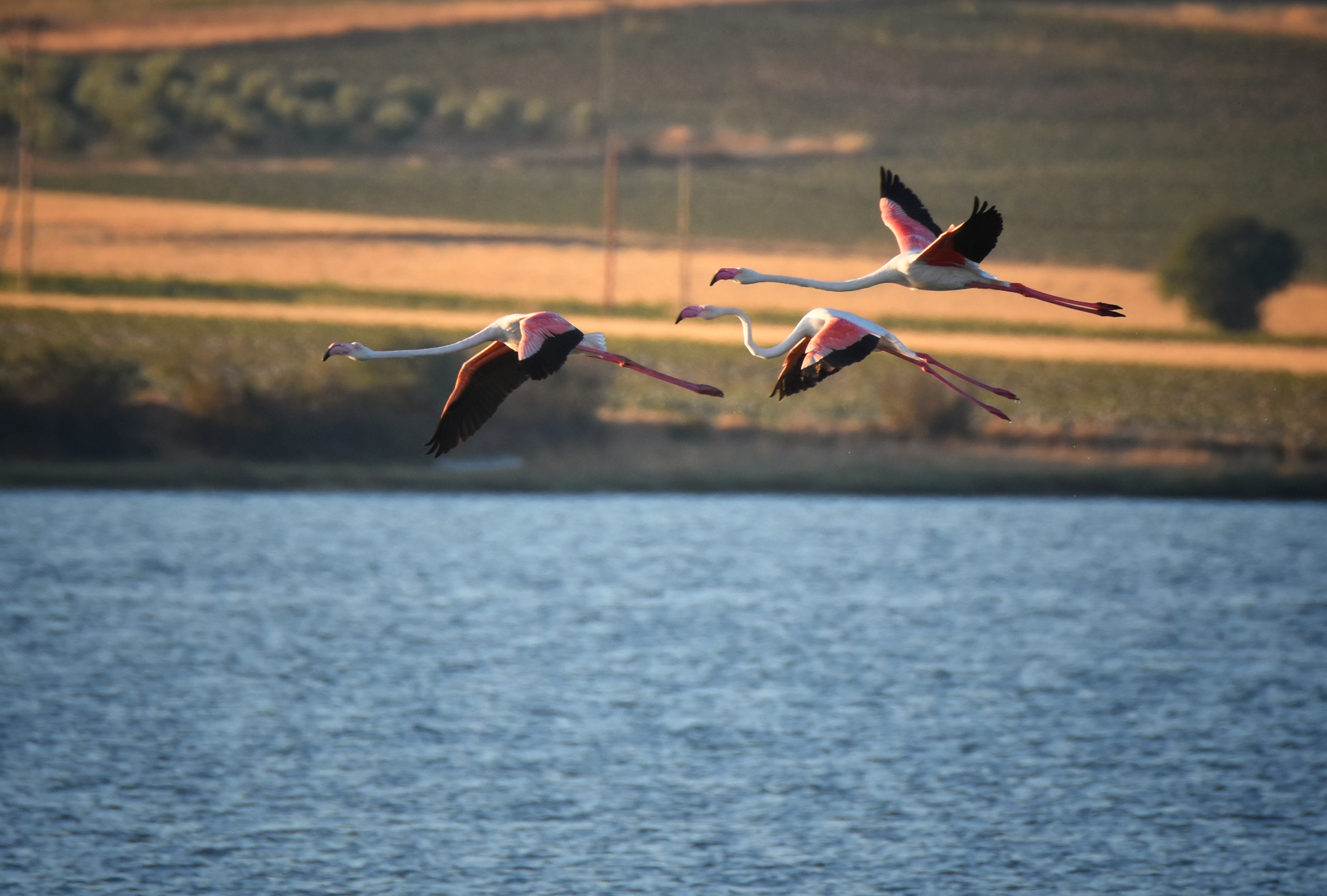 , Герчев Николай