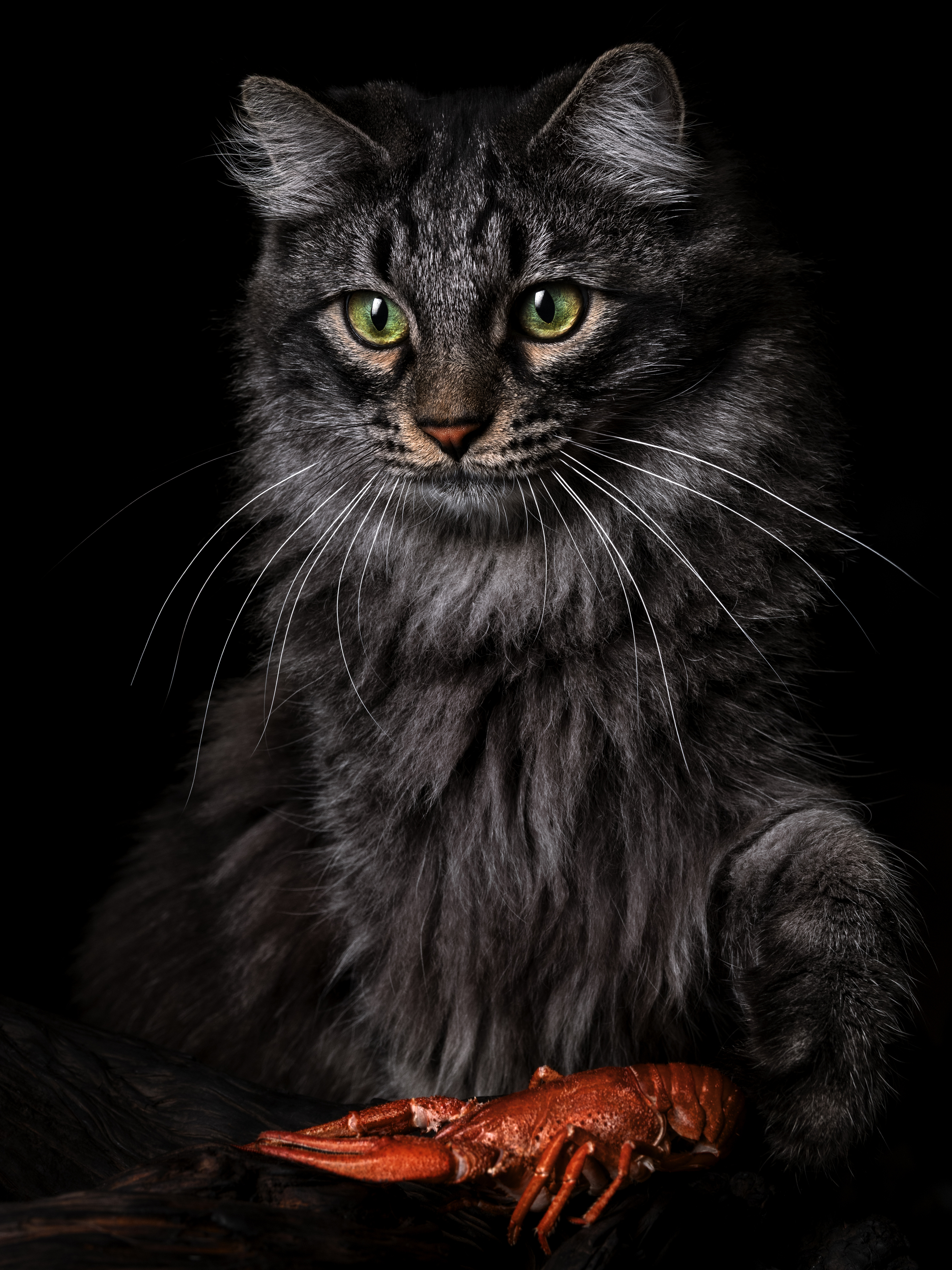 cat#котик, Evgeniy Savikov