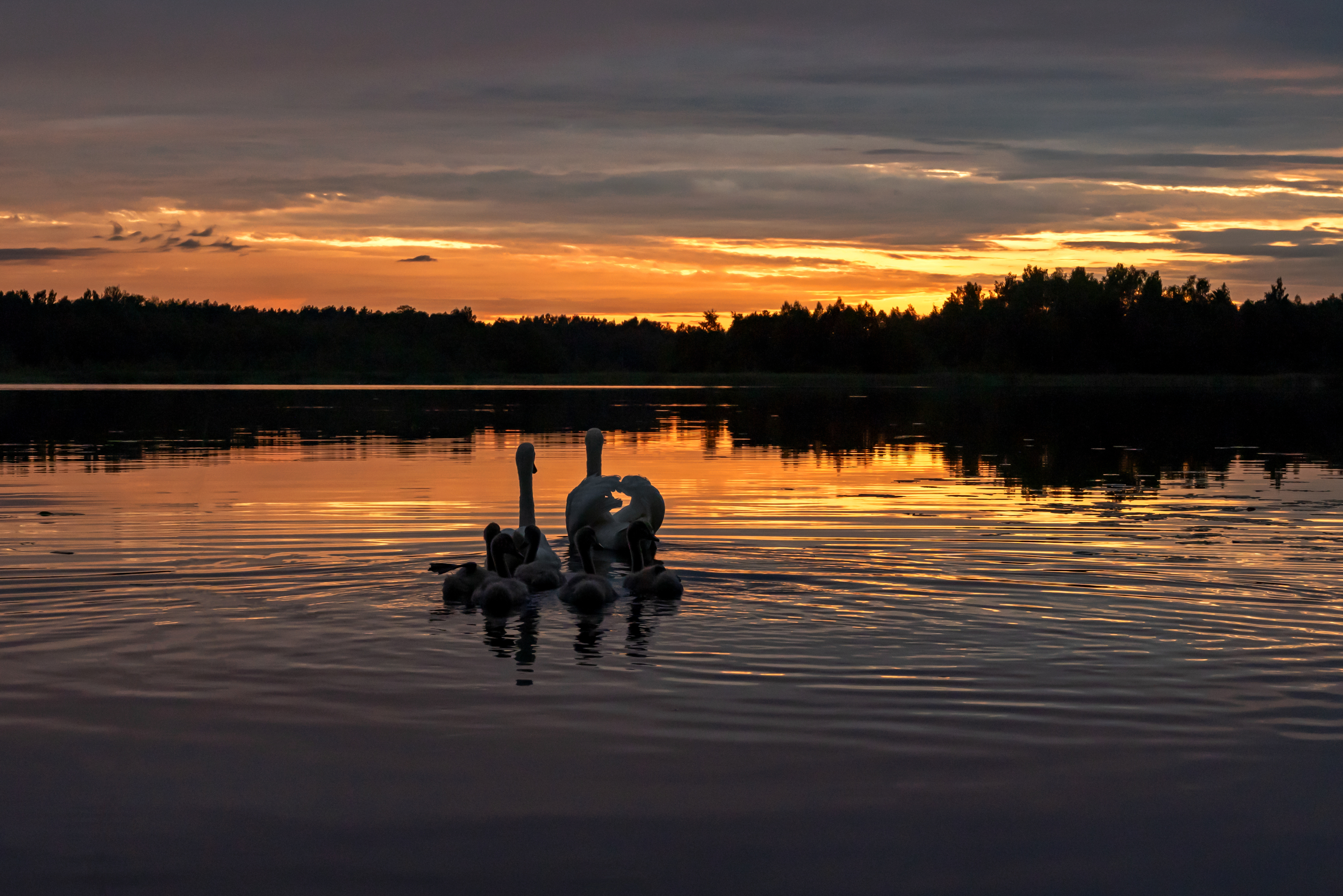, Желенговский Виктор