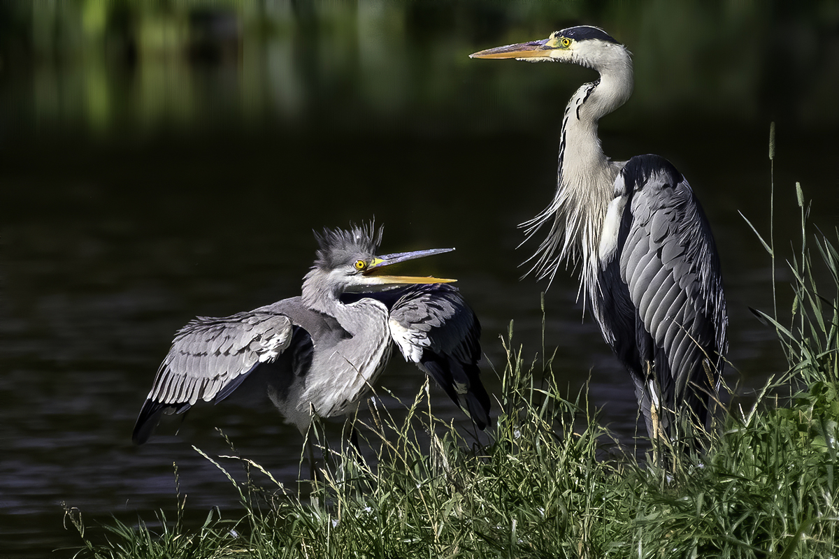 птица, цапля, птенец, Сытина Наталия
