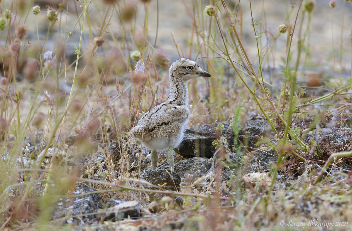 , Сергей Шкарупо
