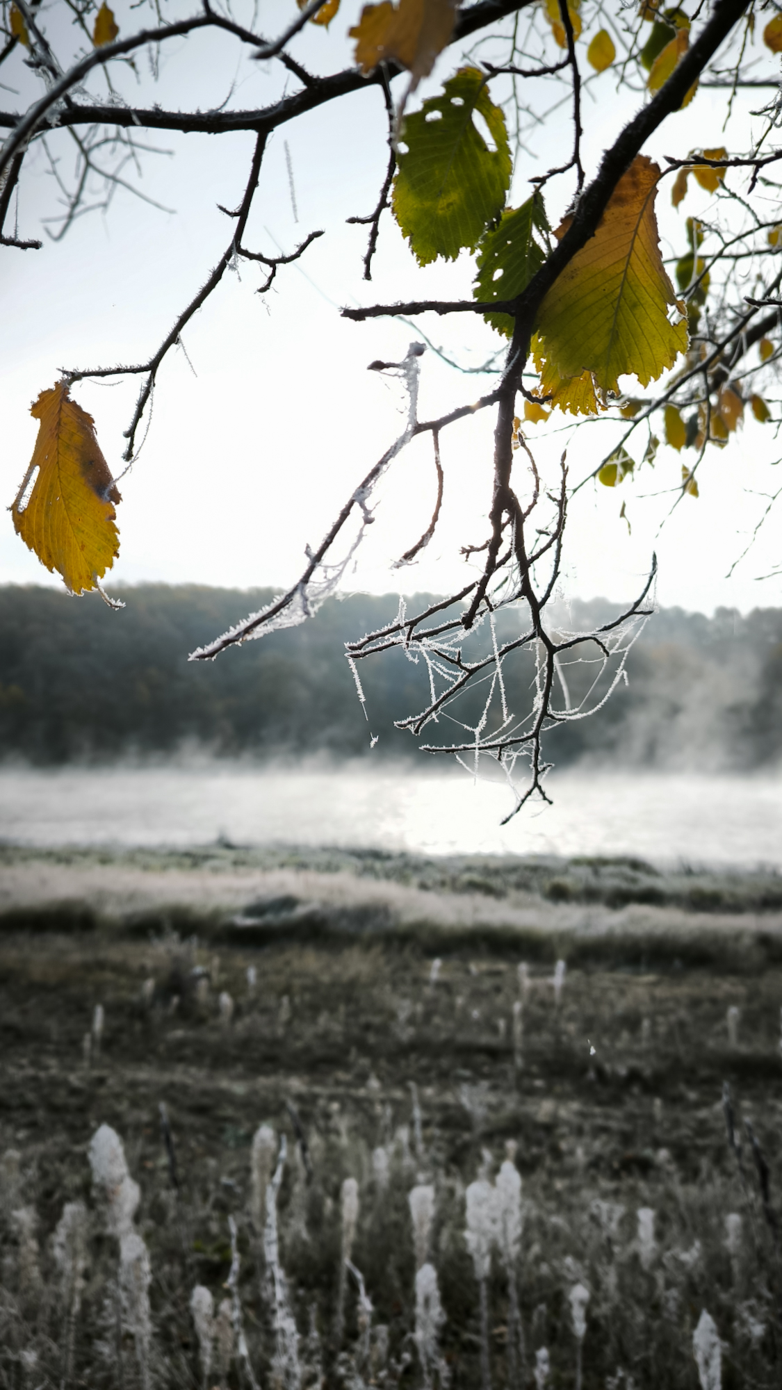 пейзаж. утро., Лариса Белякова