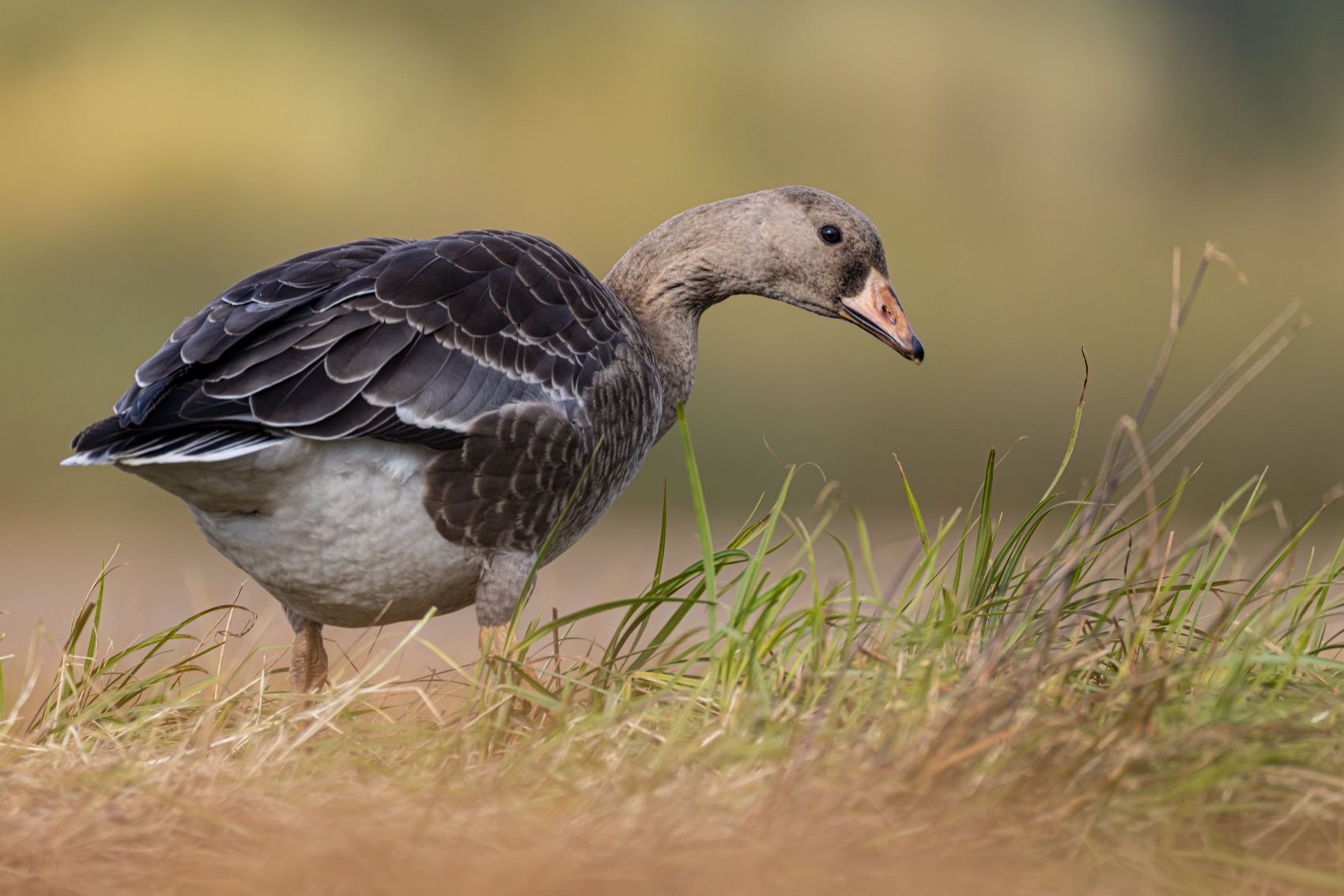 гусь, белолобый гусь, птицы, Ruslan Pl