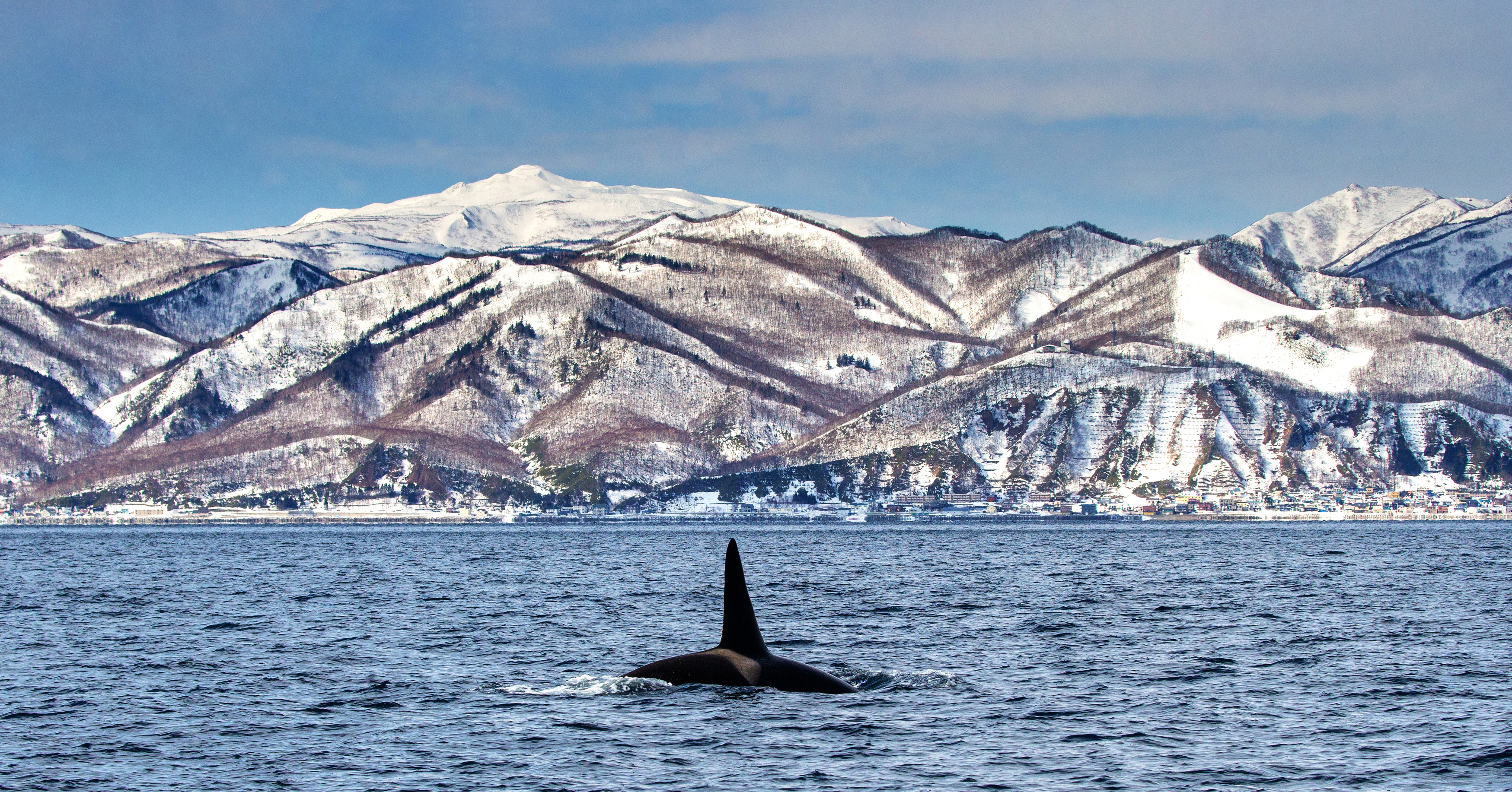 , Гудков Андрей