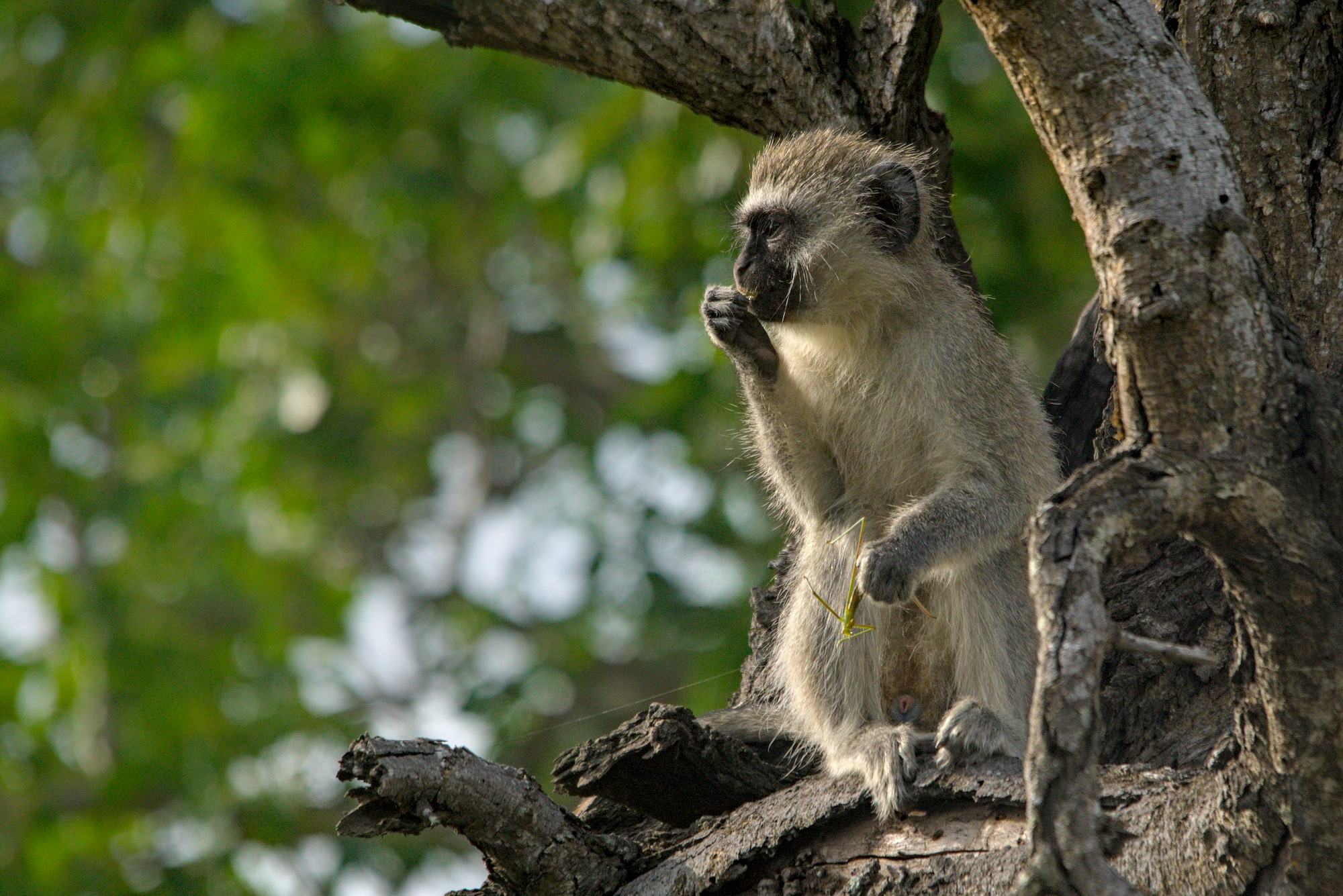 африка , Николай Потапов