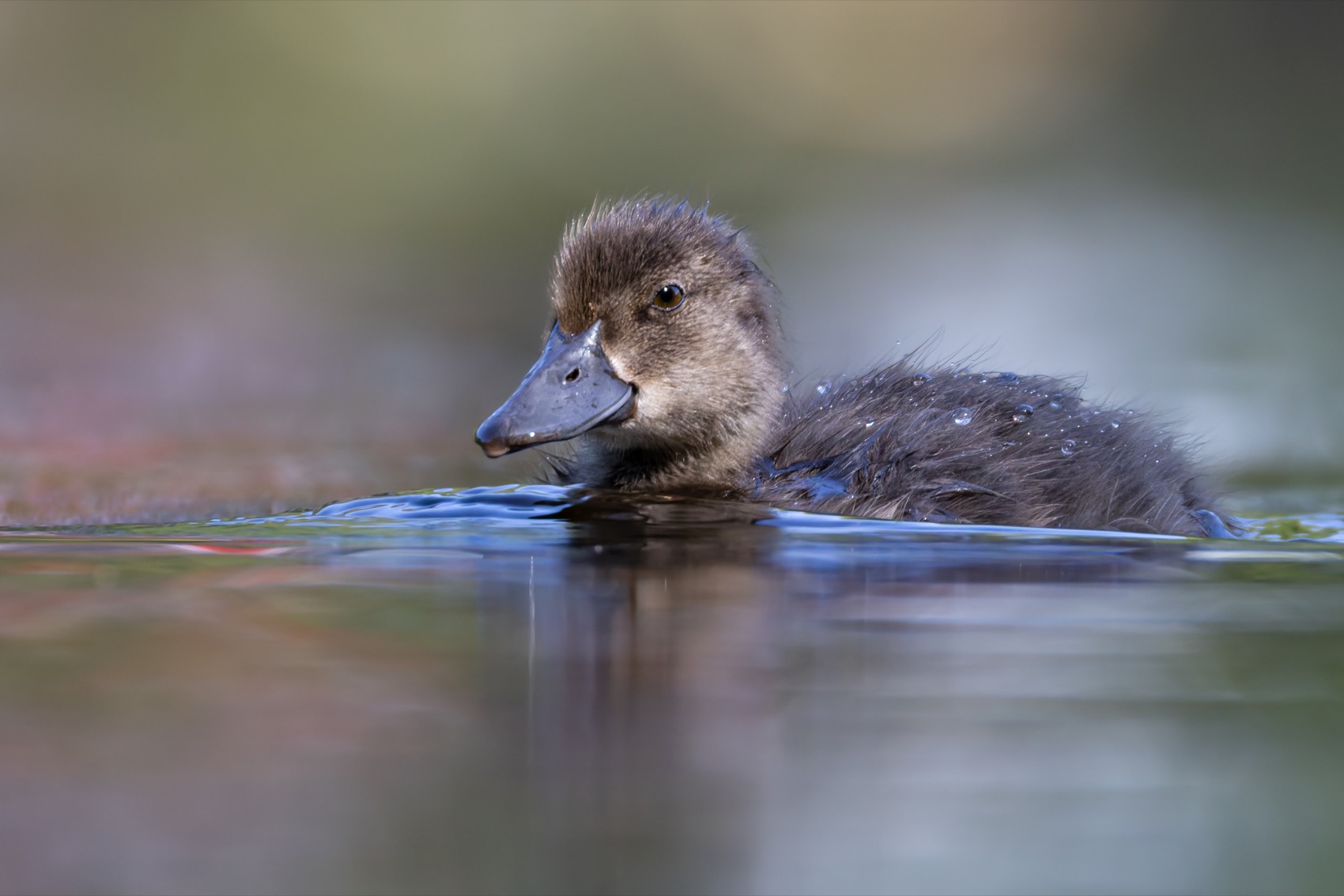 хохлатая чернеть, утка, нырок, птицы, пруд, утенок, Ruslan Pl