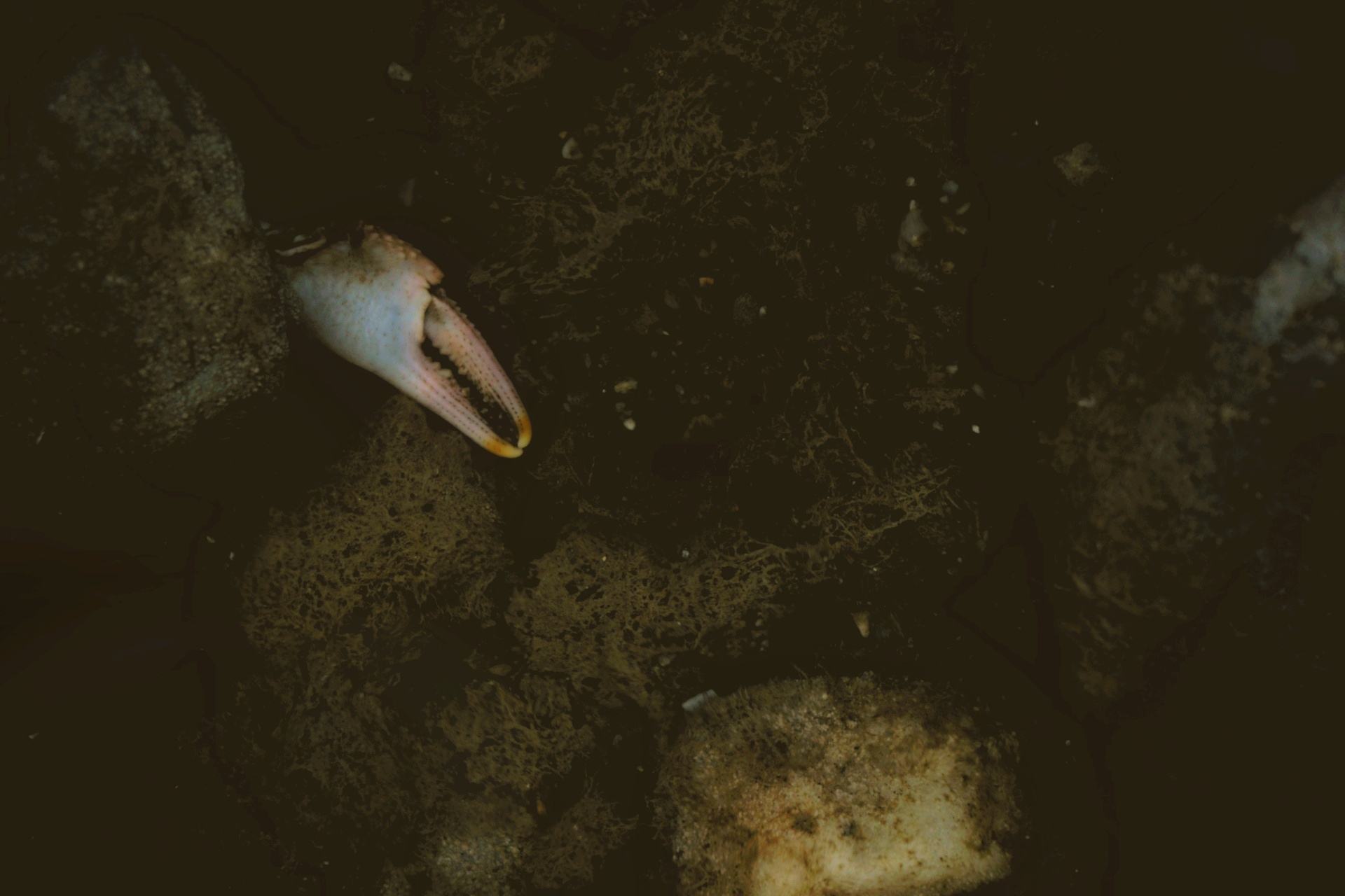 art, Seyed Homayoun Hosseini