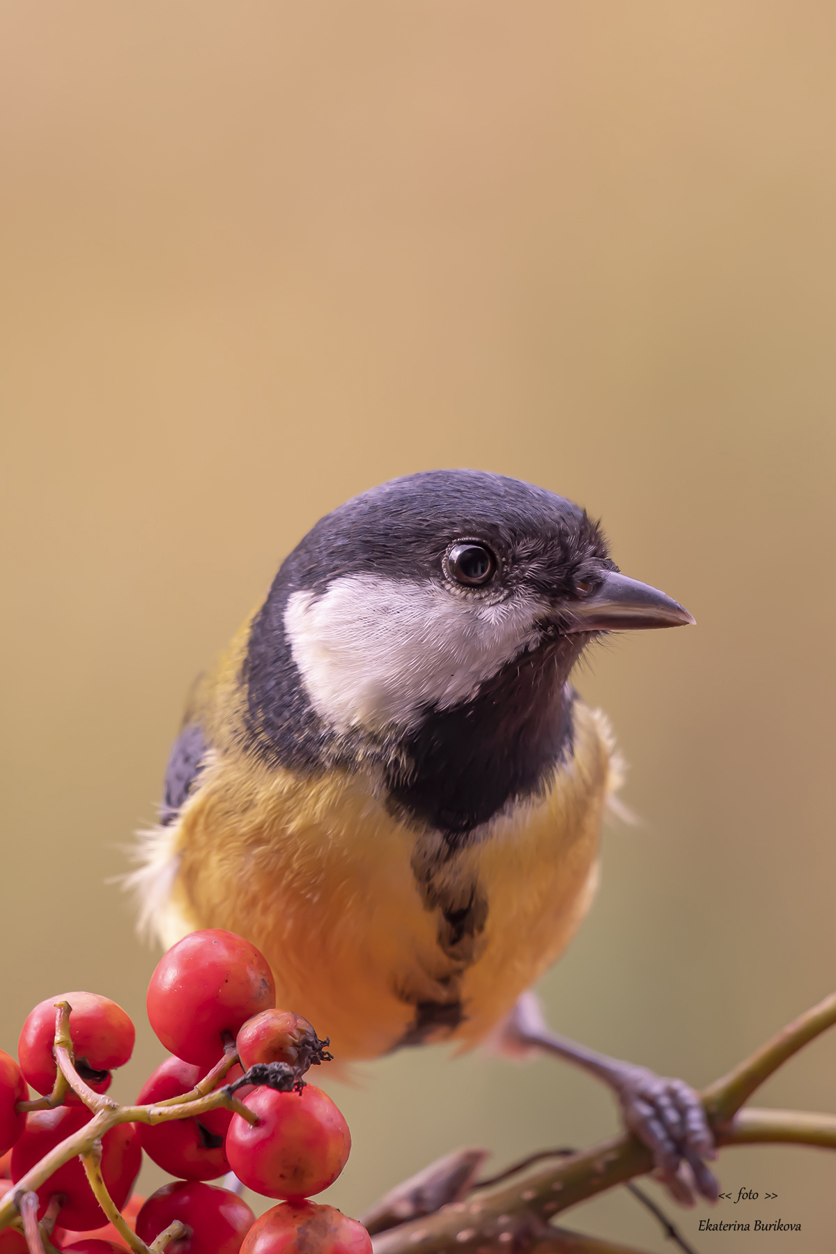 , Бурикова Екатерина