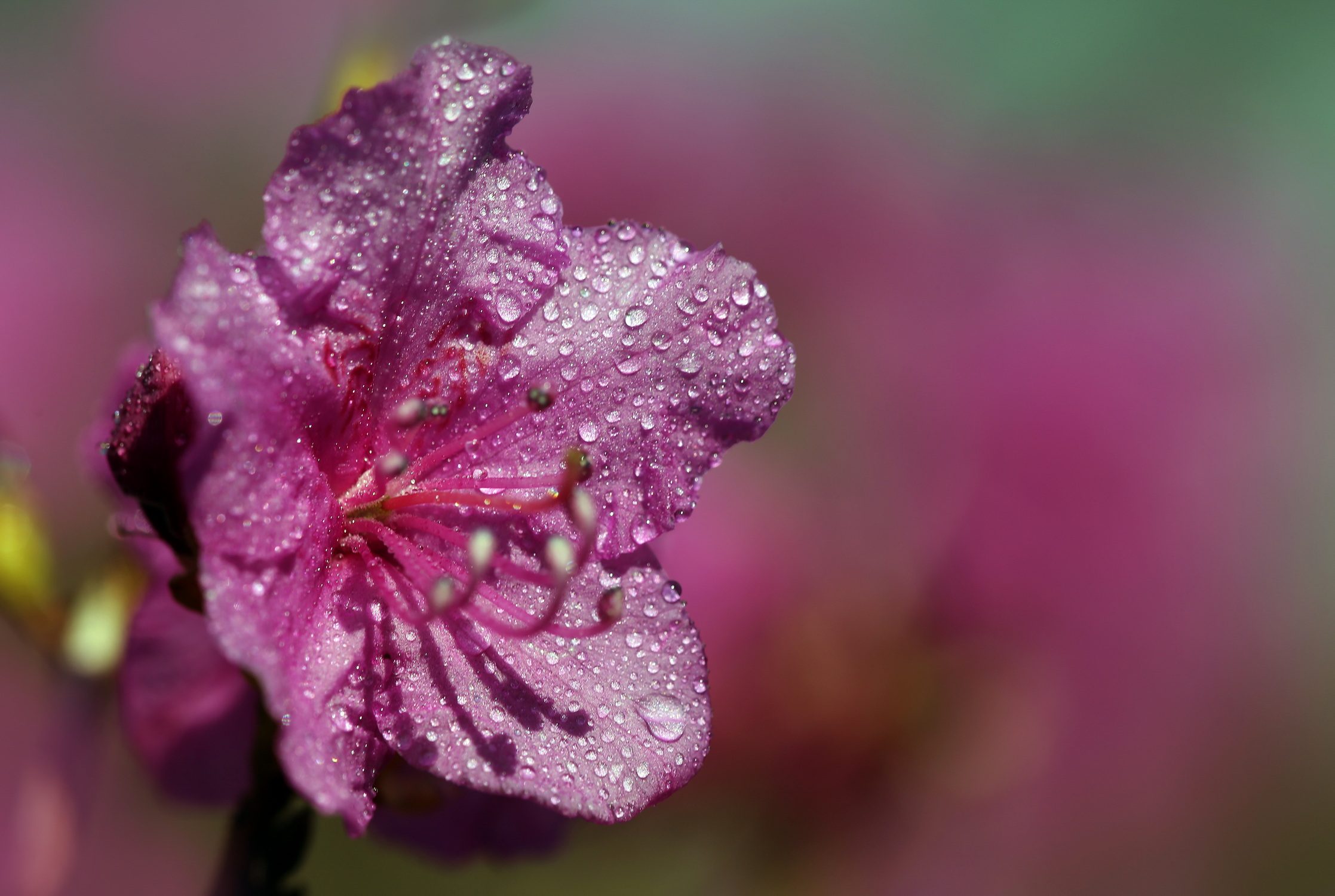 , Бибичков Михаил