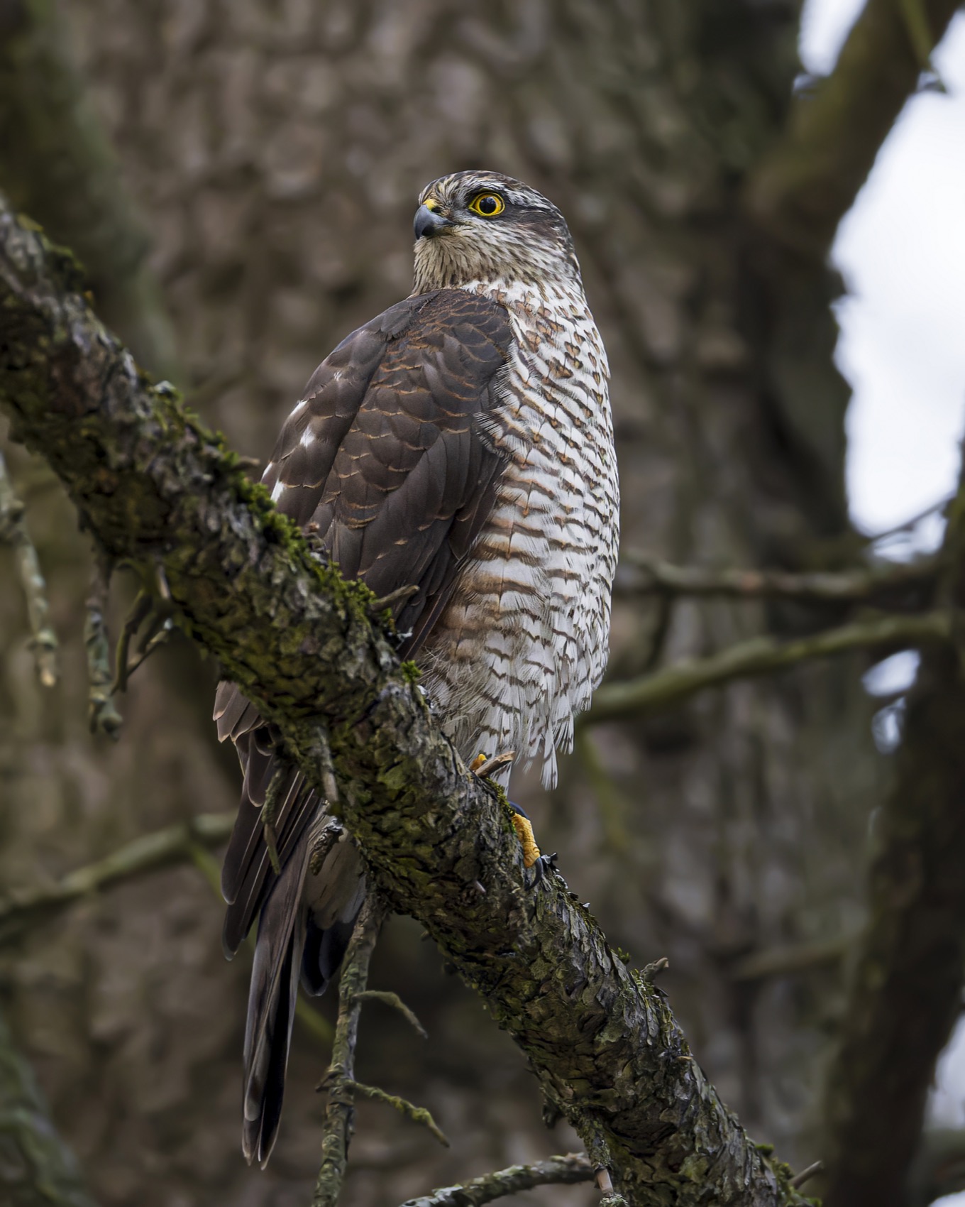 ястреб-перепелятник, ястреб, перепелятник, птицы, Ruslan Pl