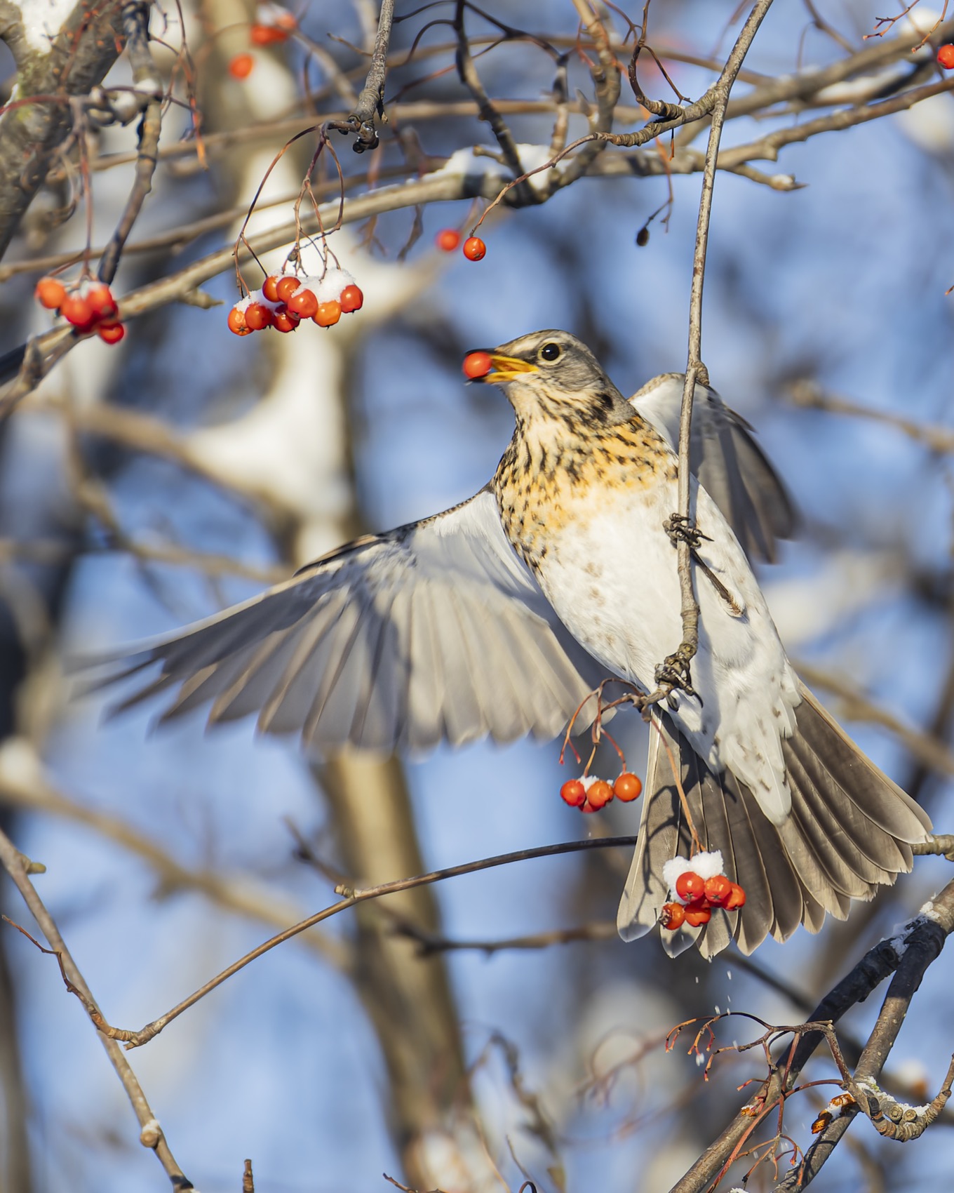 рябина, дрозд, рябинник, птицы, Ruslan Pl