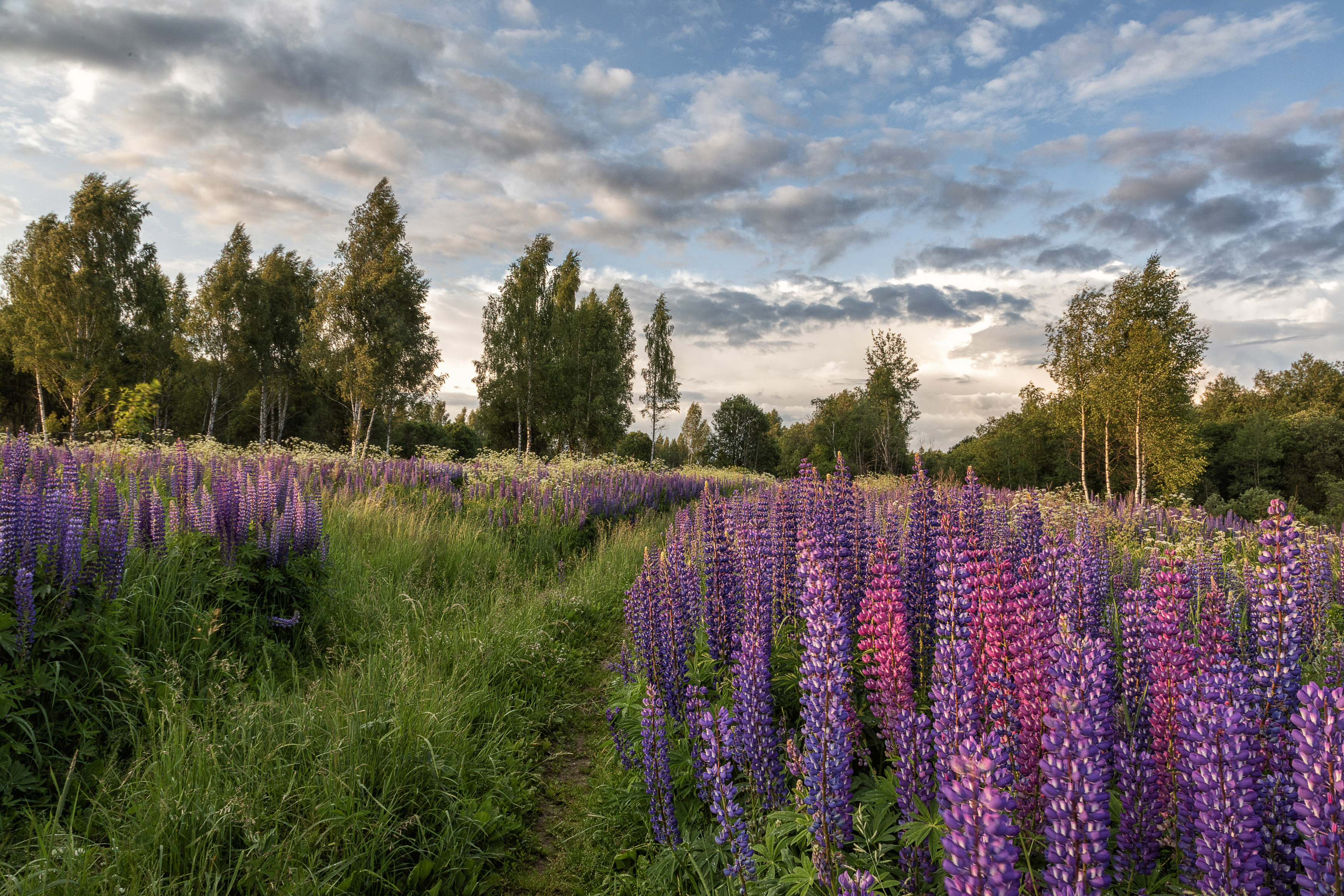 люпины, поле, березы, закат, Татьяна Феденкова