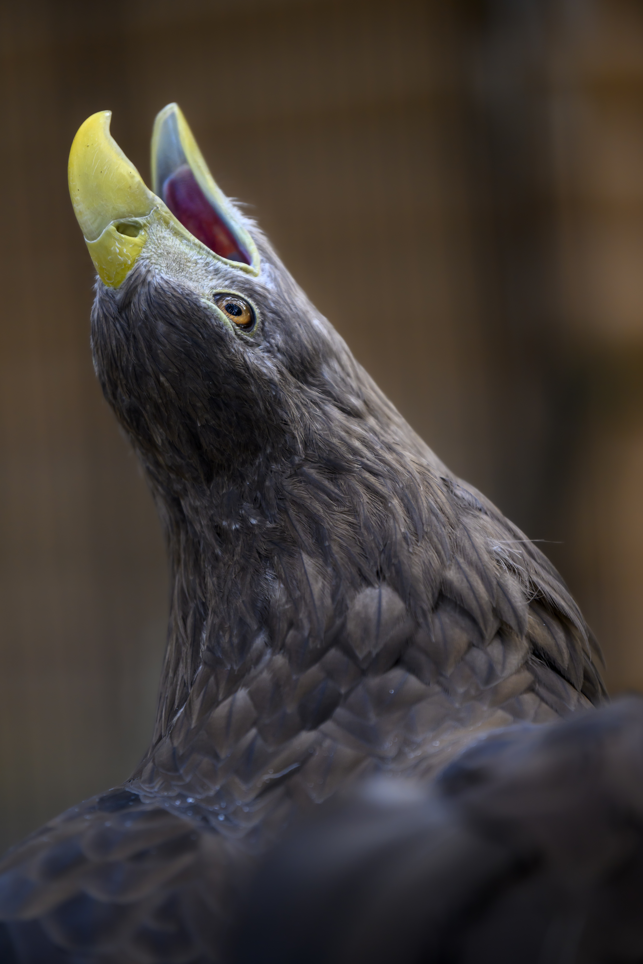 , Пупонин Сергей