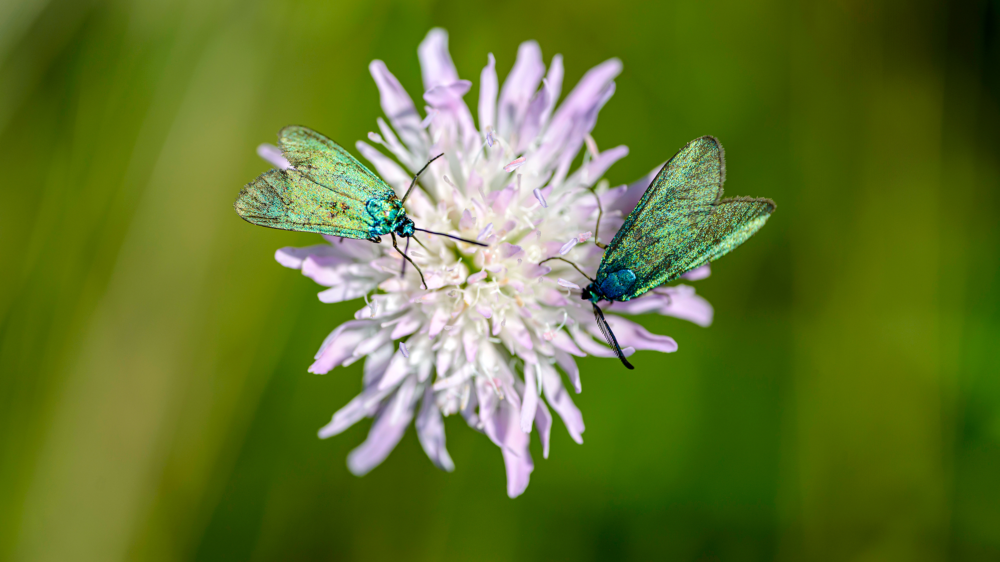 ,  Светослав Радков