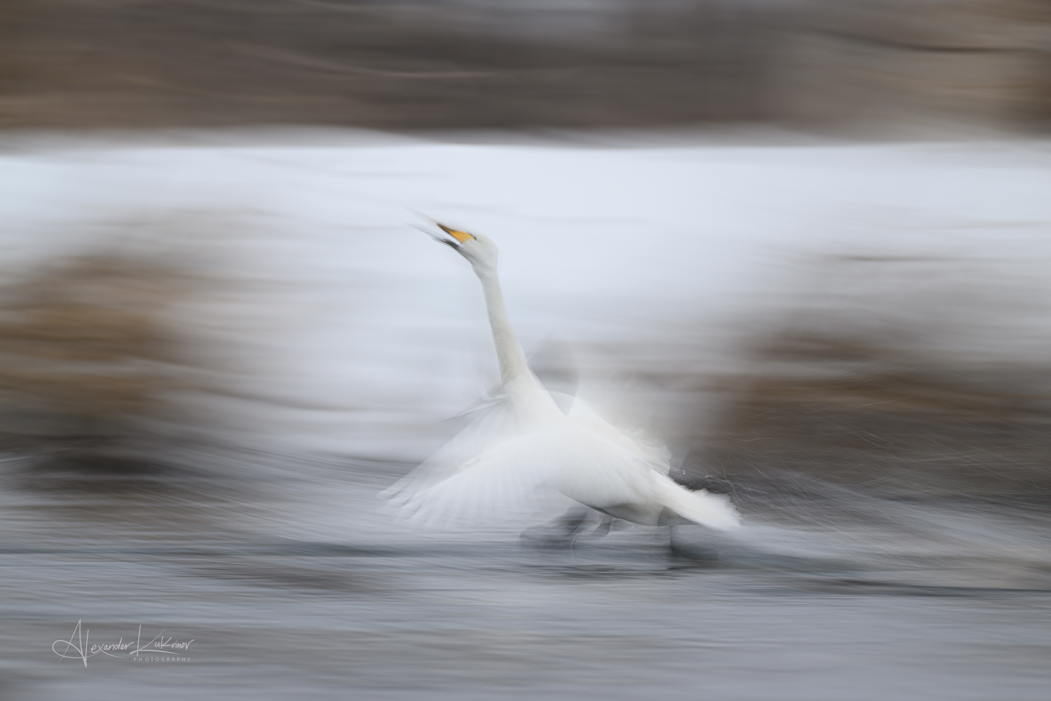 лебеди,утро,мороз,алтай, Александр Кукринов