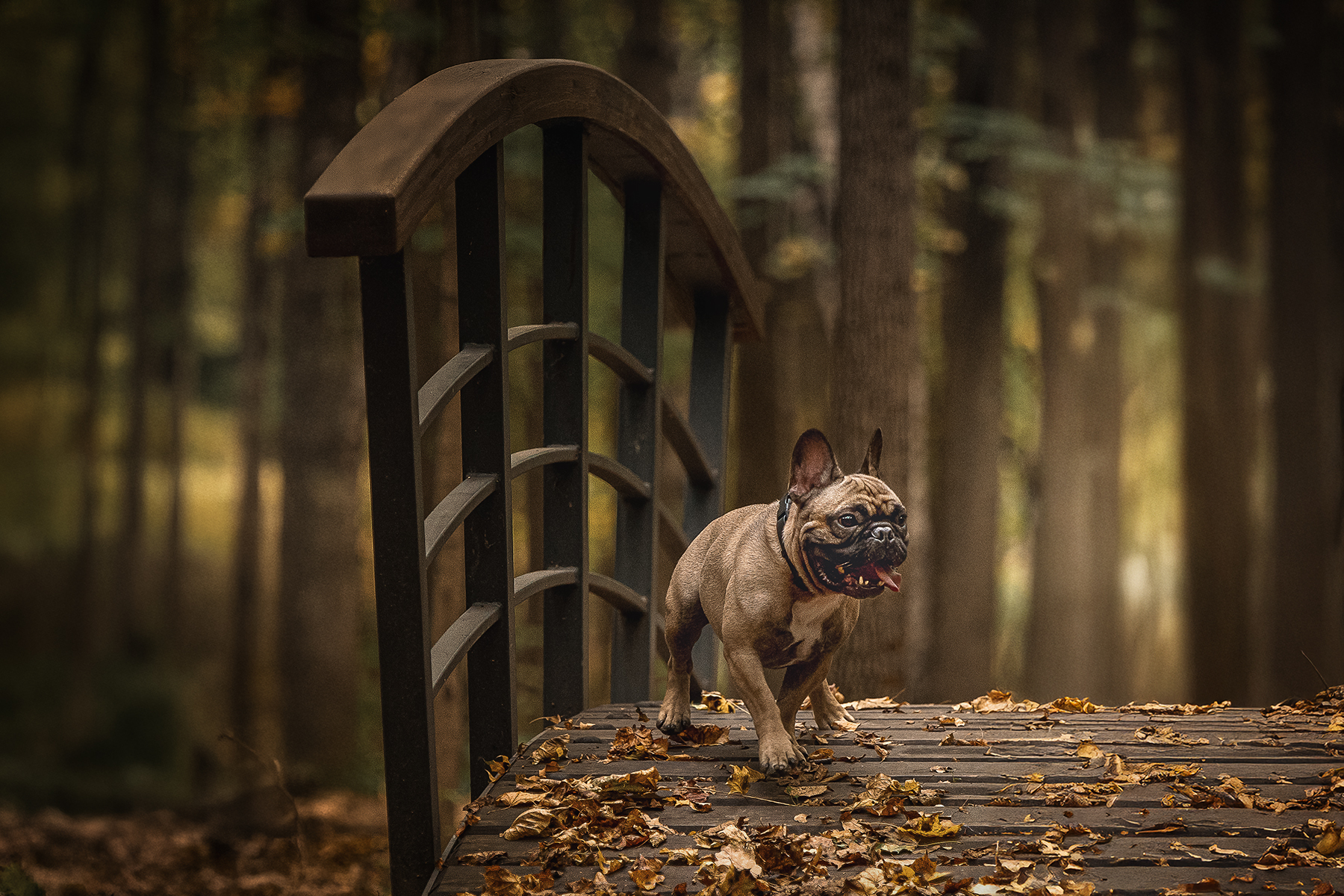 , Елена Самусенкова