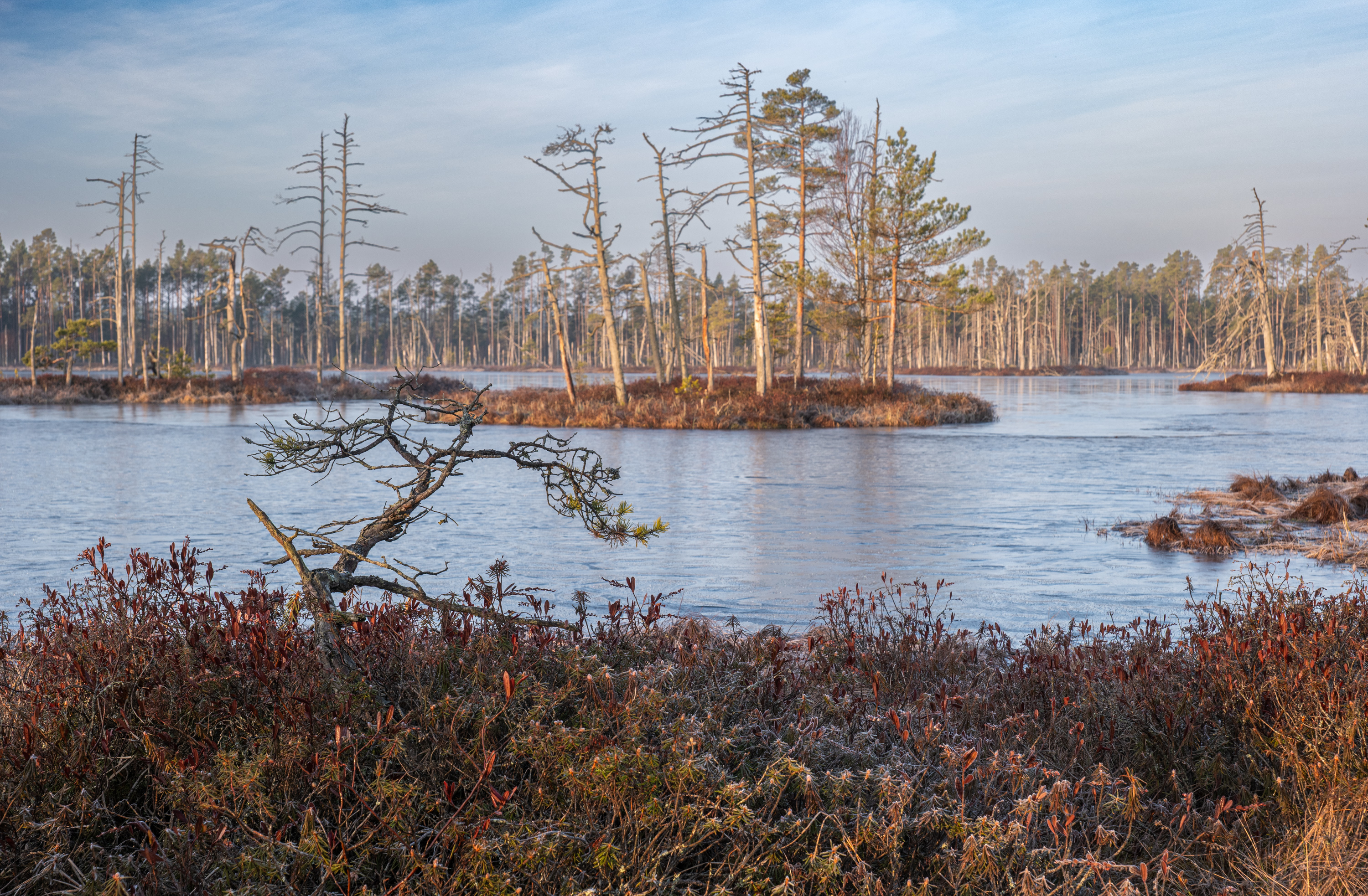 , Гордон Николай