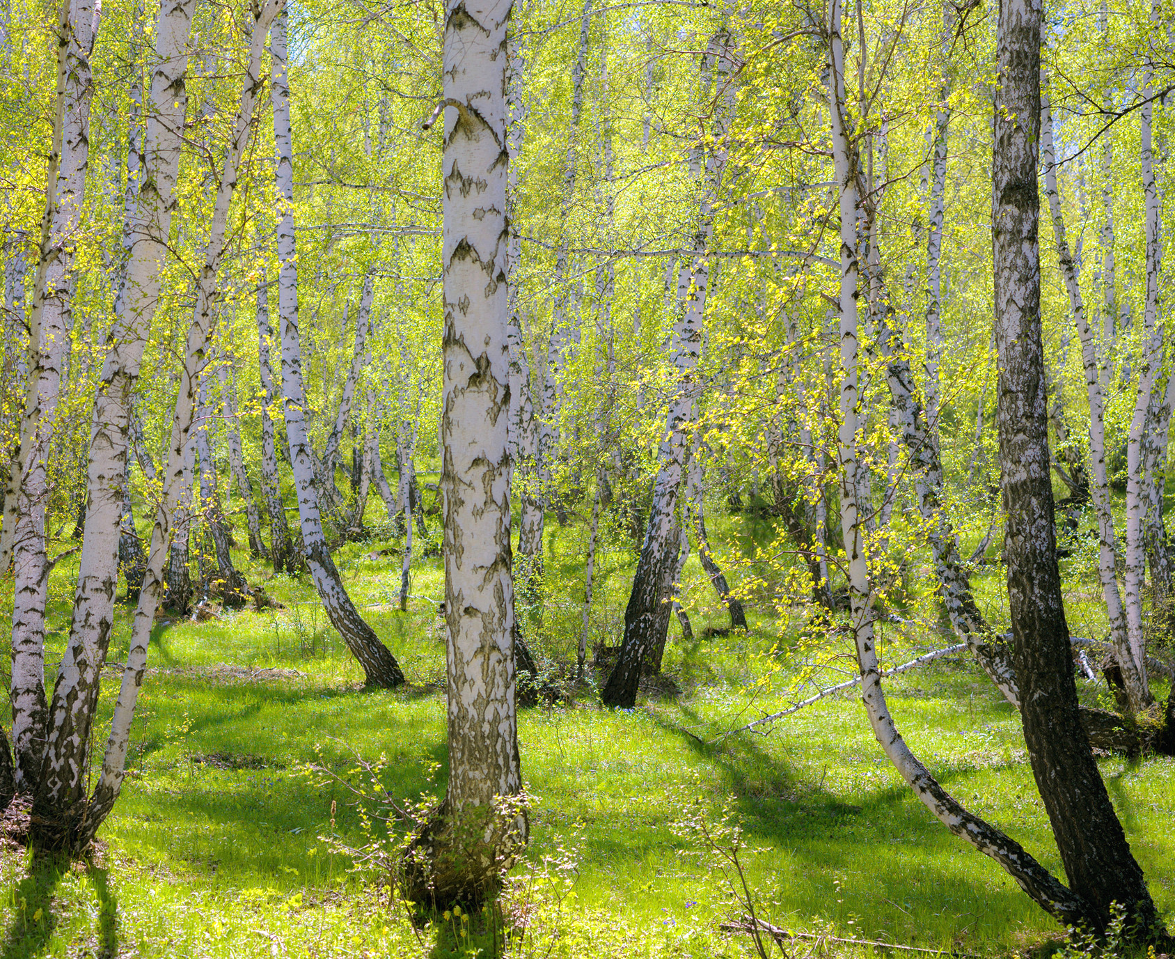 , Шустиков Дмитрий