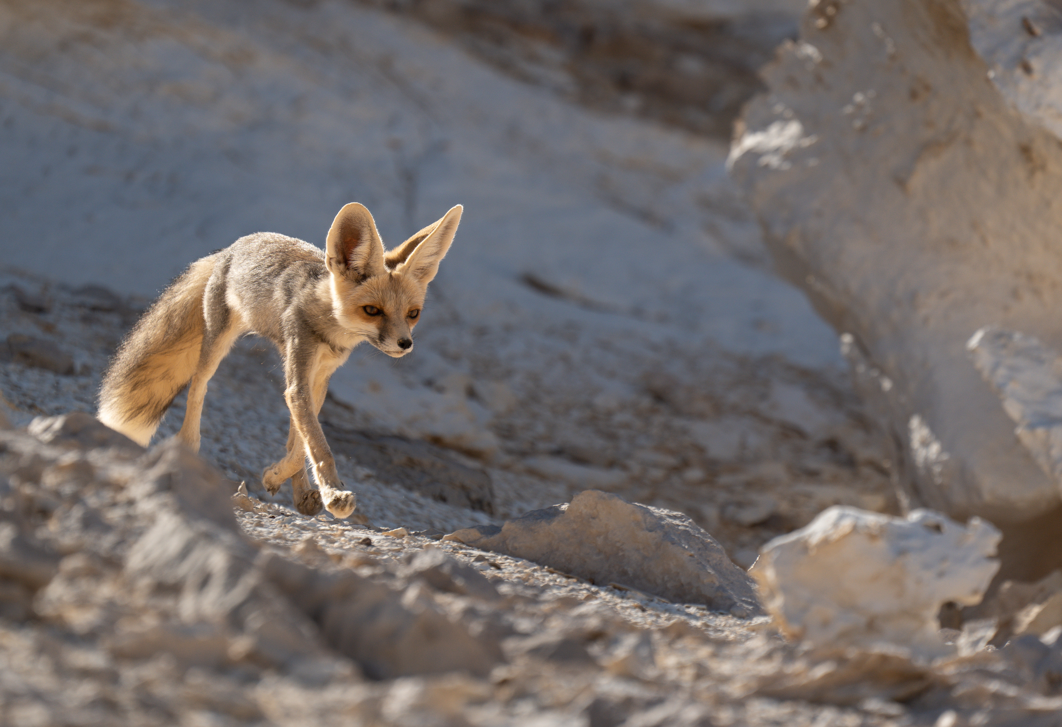 , Владимир Цветов