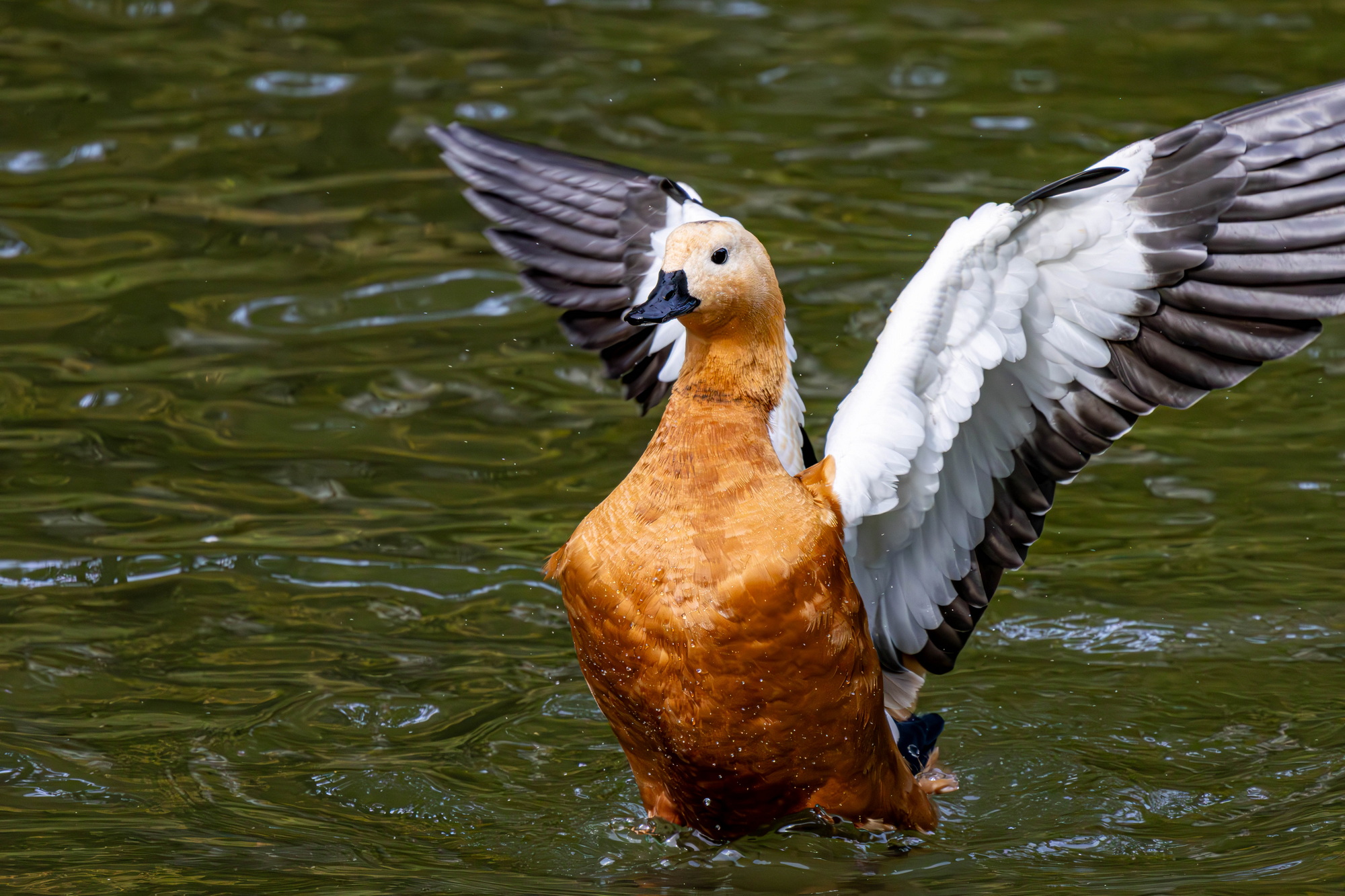 , Волынский Виктор