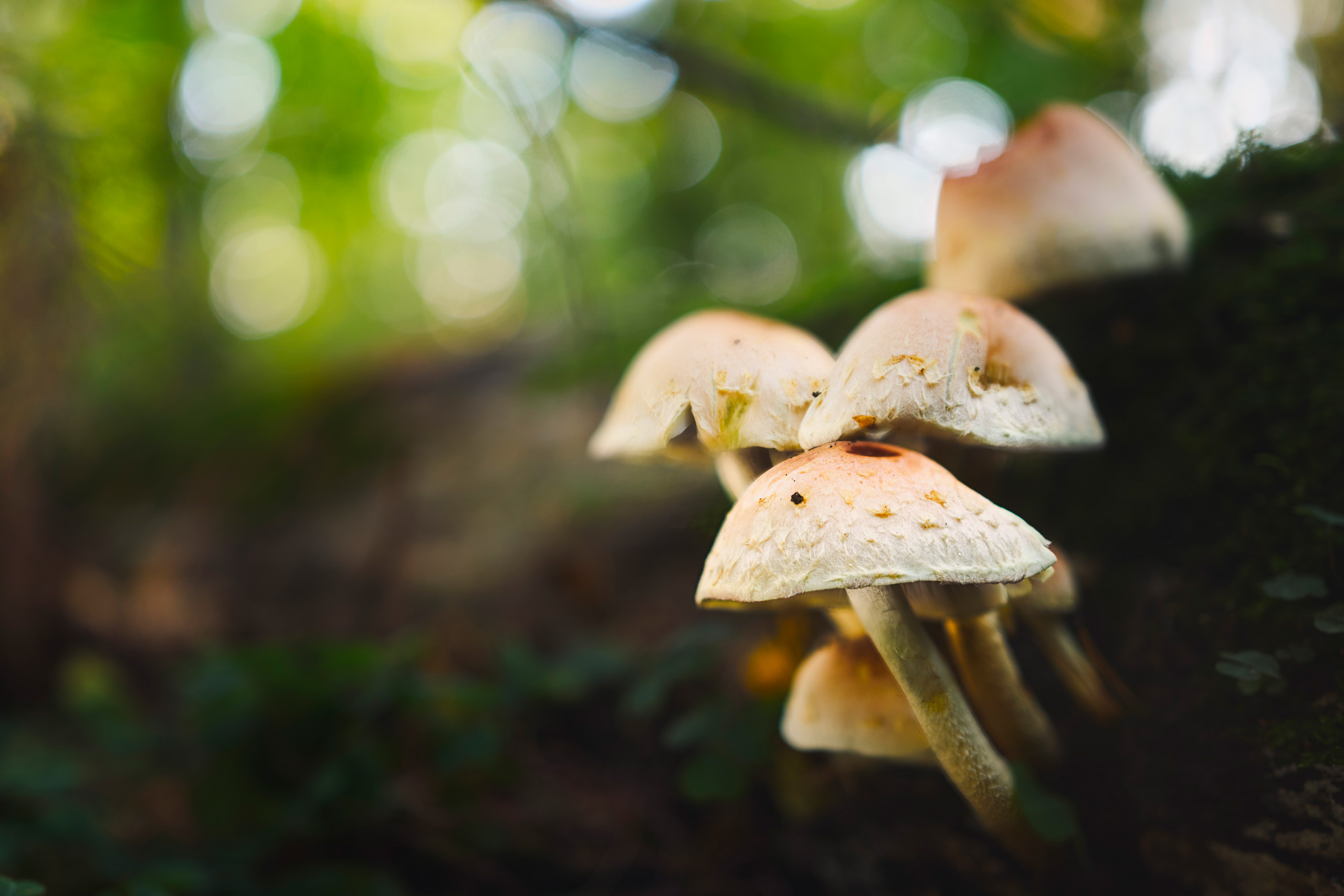 грибы, лес, Валерий Вождаев