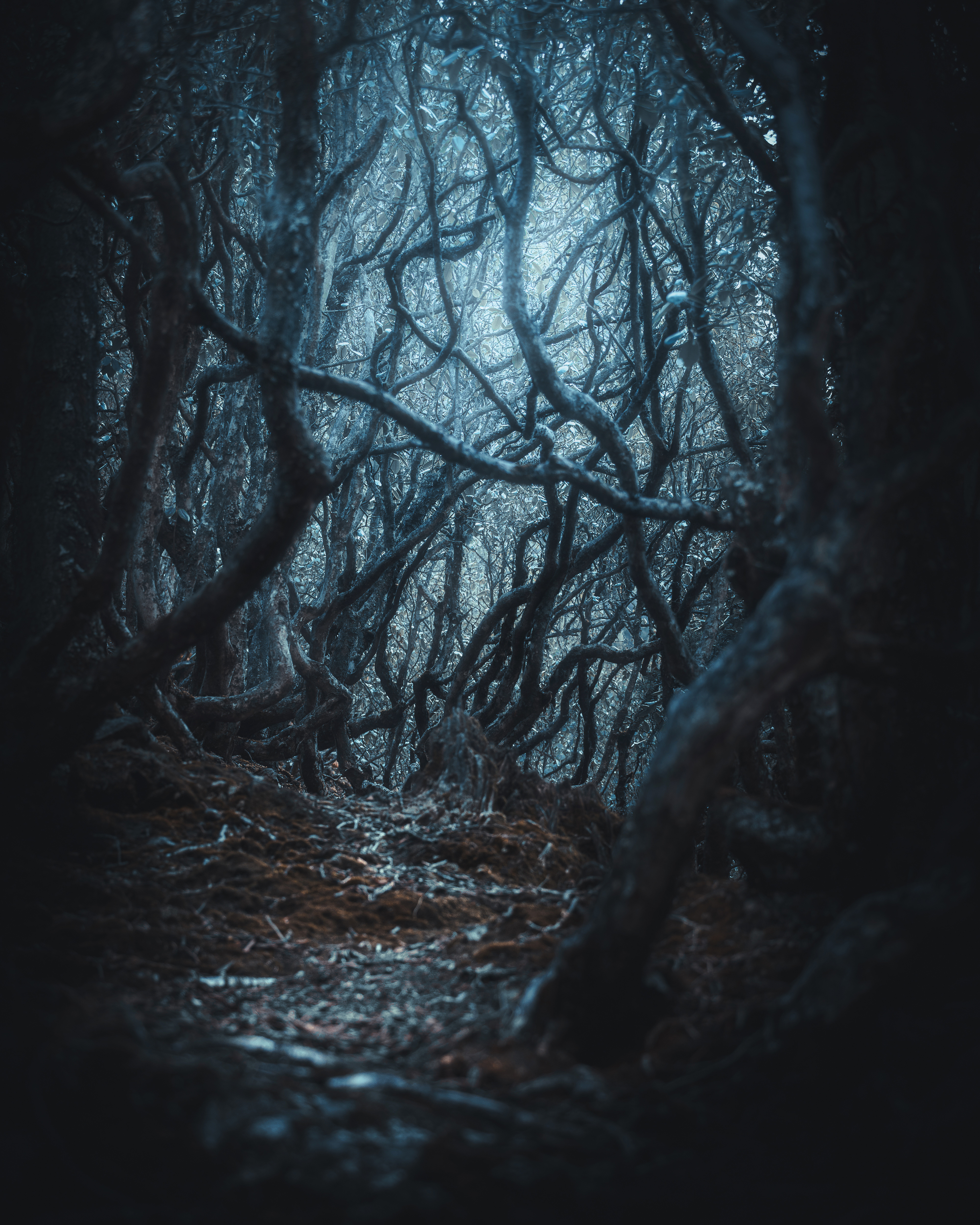 непал, эверест, лес, рододендрон, Купчиков Илья