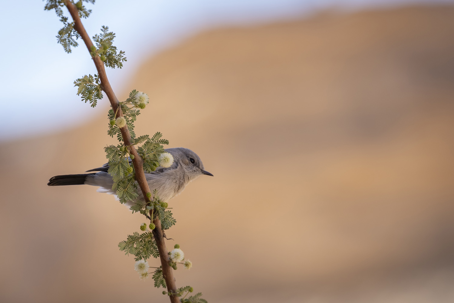 birds, animals, closeup, naeture, Nikolay Tatarchuk