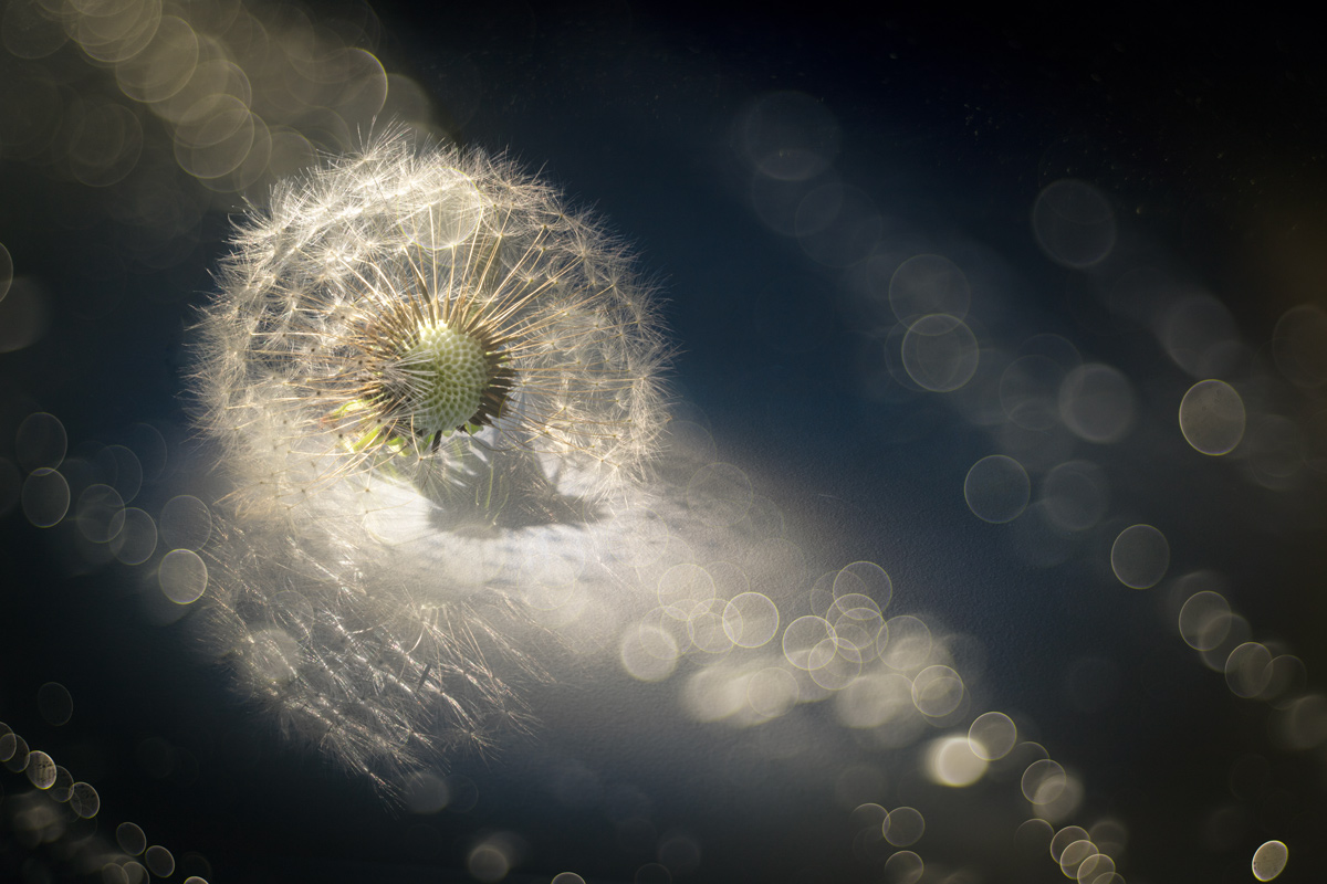 , Копцев Игорь