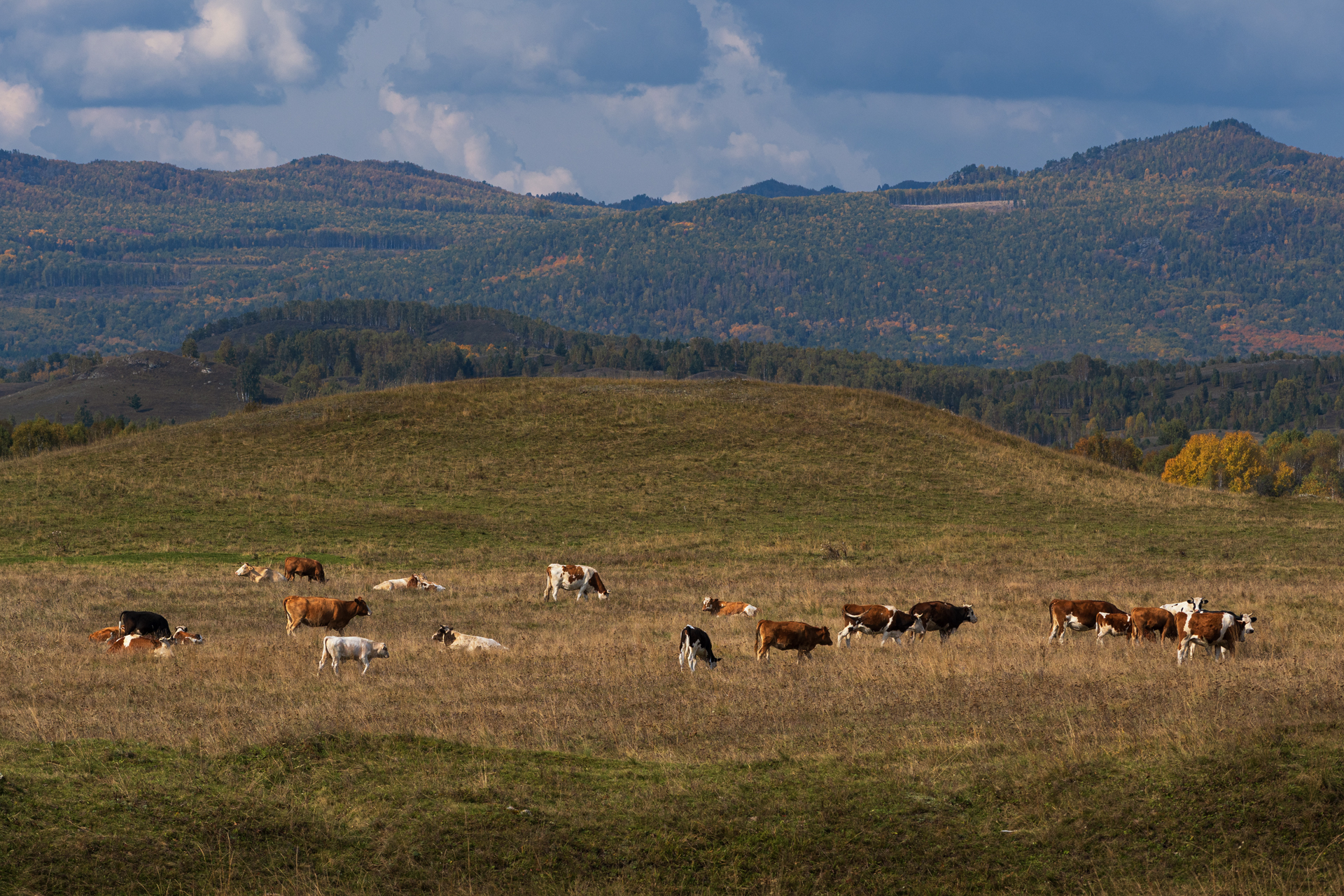 пейзаж, горы, башкирия, урал, россия, животные, Евгений Гецев