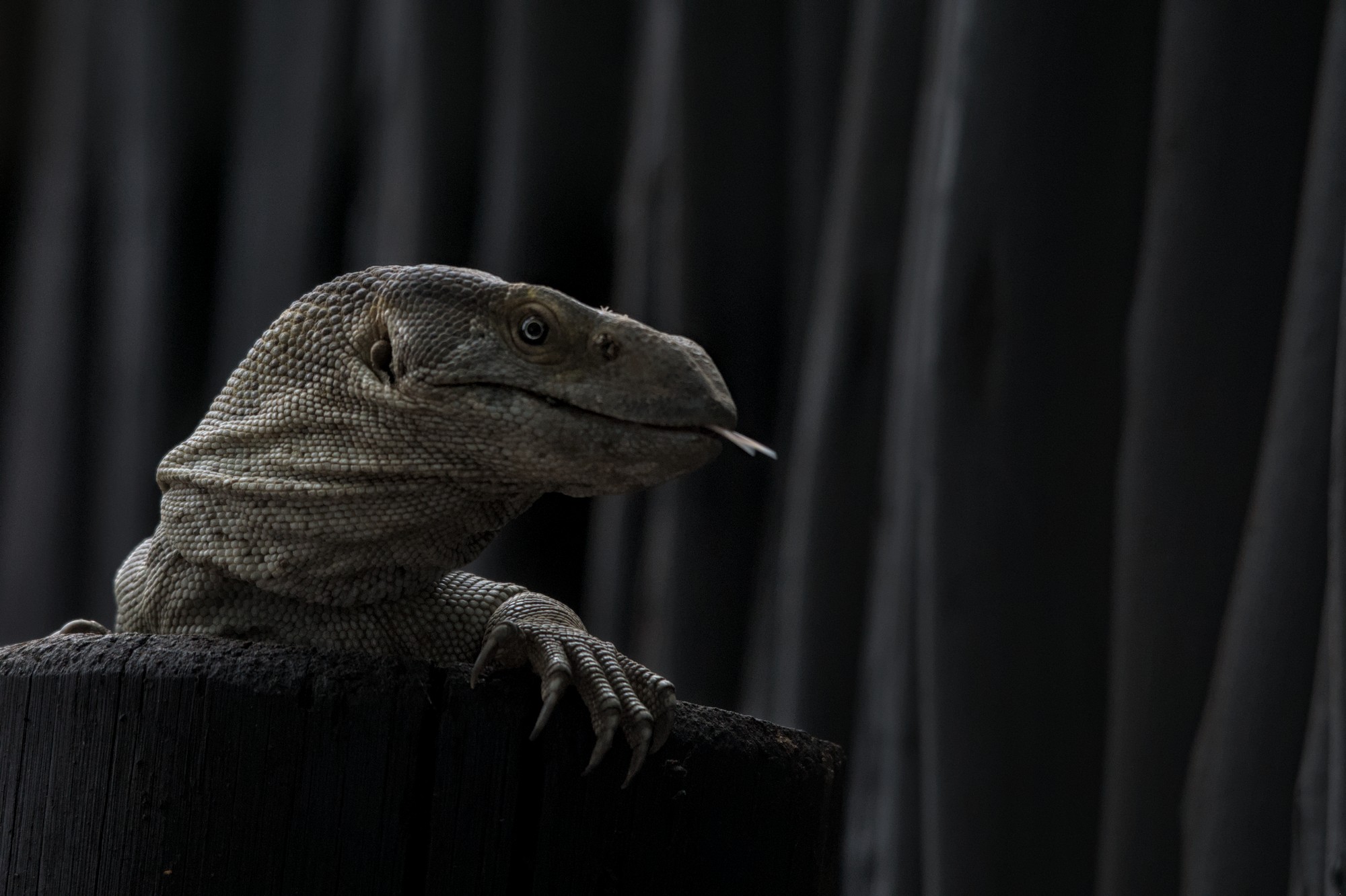 африка, рептилии, портрет, Николай Потапов