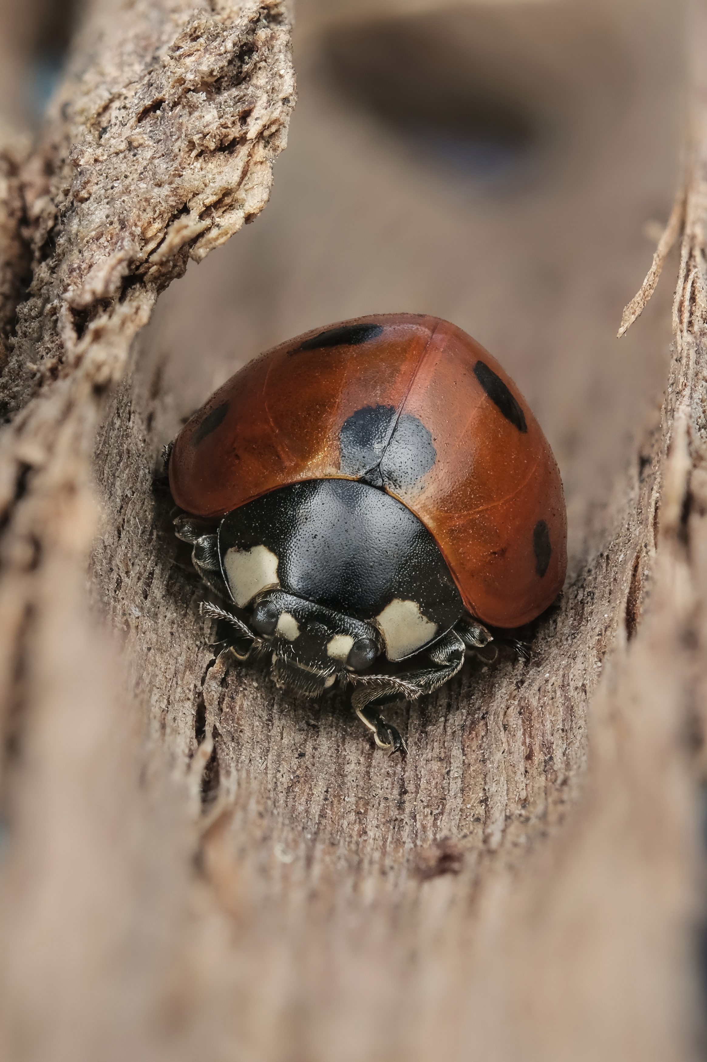 #макросъёмка #макромир #макрофото #макросъемканасекомых #макро_насекомые #мирнасекомых #насекомые #жуки #бабочки #энтомология #природа #фауна #красотаприроды #фото_насекомых #фотоприроды #природавокруг #увеличение #ультрамакро #интересныенасекомые #подпри, Васильев Роман