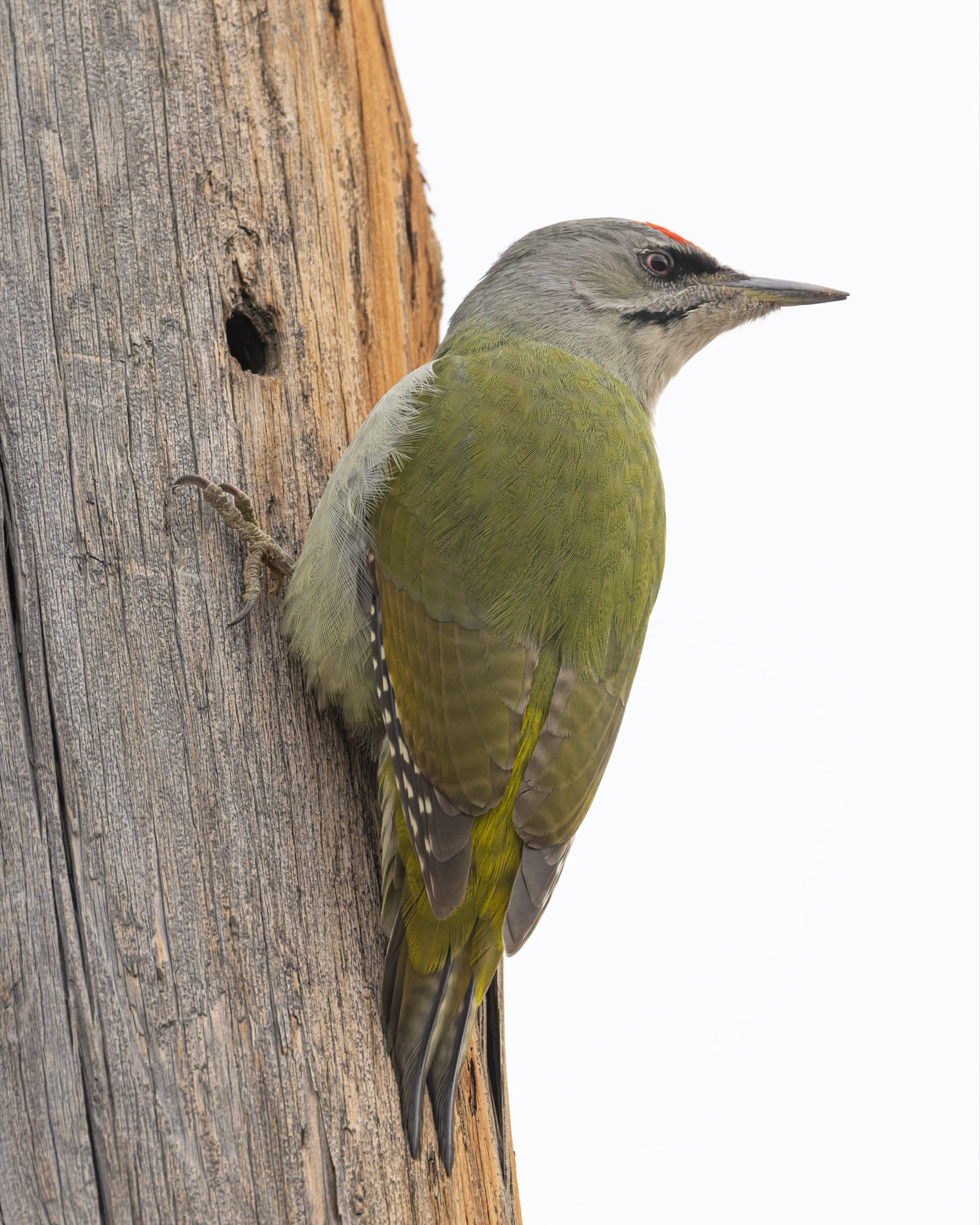 дятел, седой дятел, птицы, алтай, Ruslan Pl