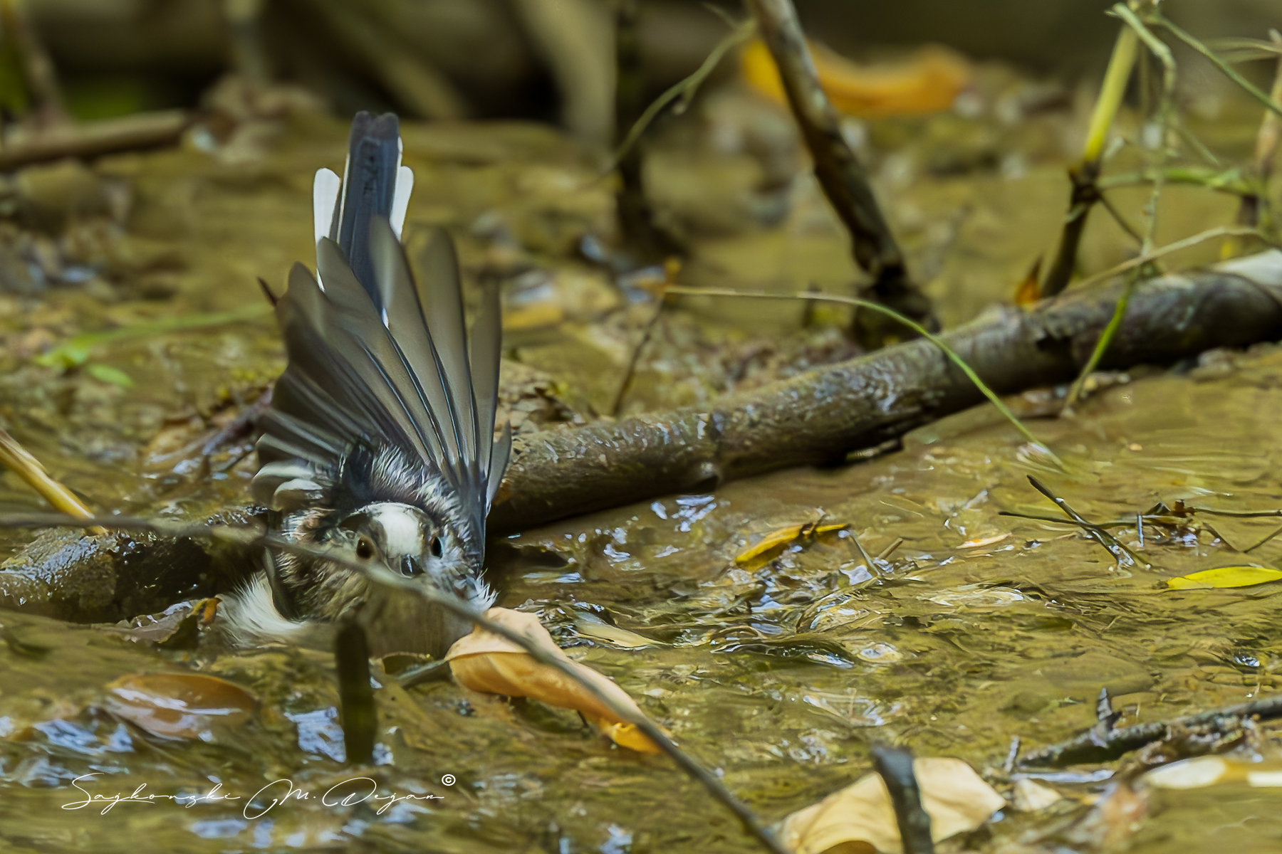 birds, Sajkovski Dejan