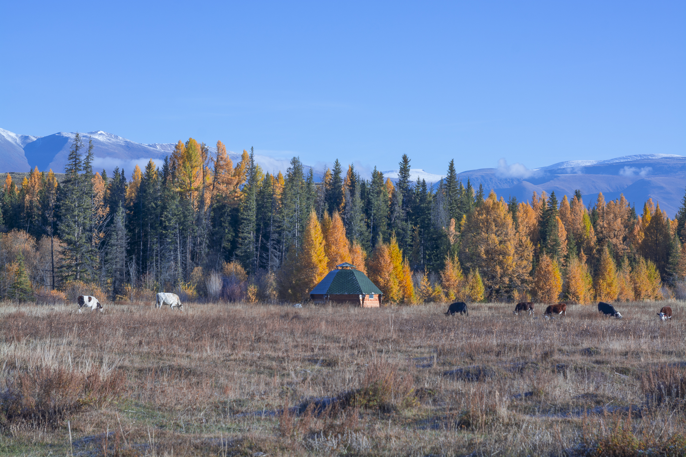 россия, горный алтай, осень, аил, коровы, пастораль, идиллия, утро, Андрей Поляков