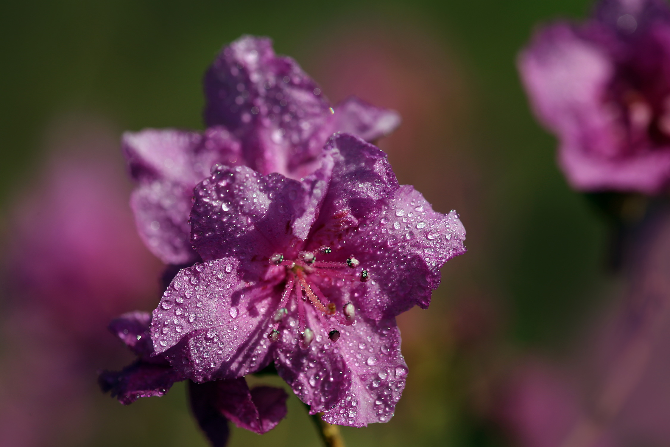 , Бибичков Михаил