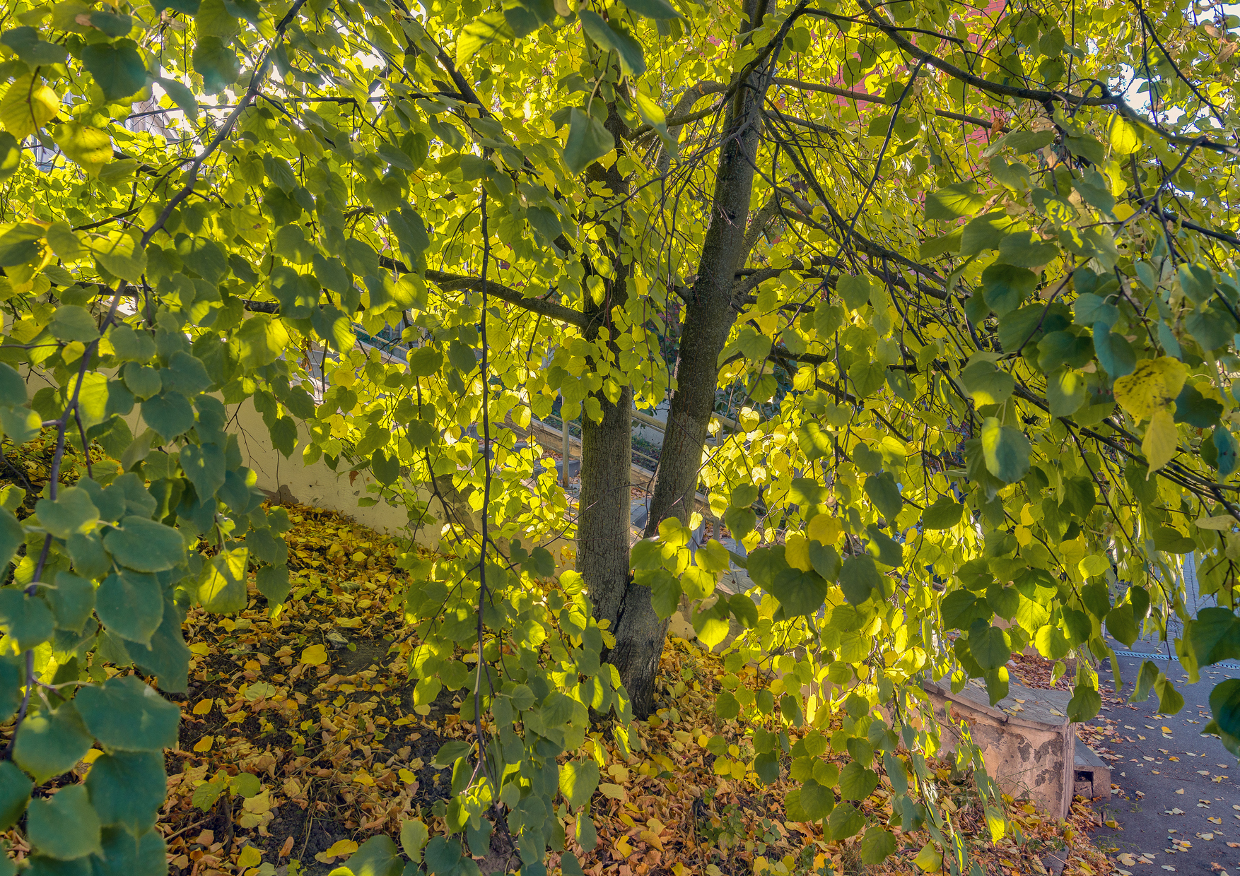 , Каменев Виталий