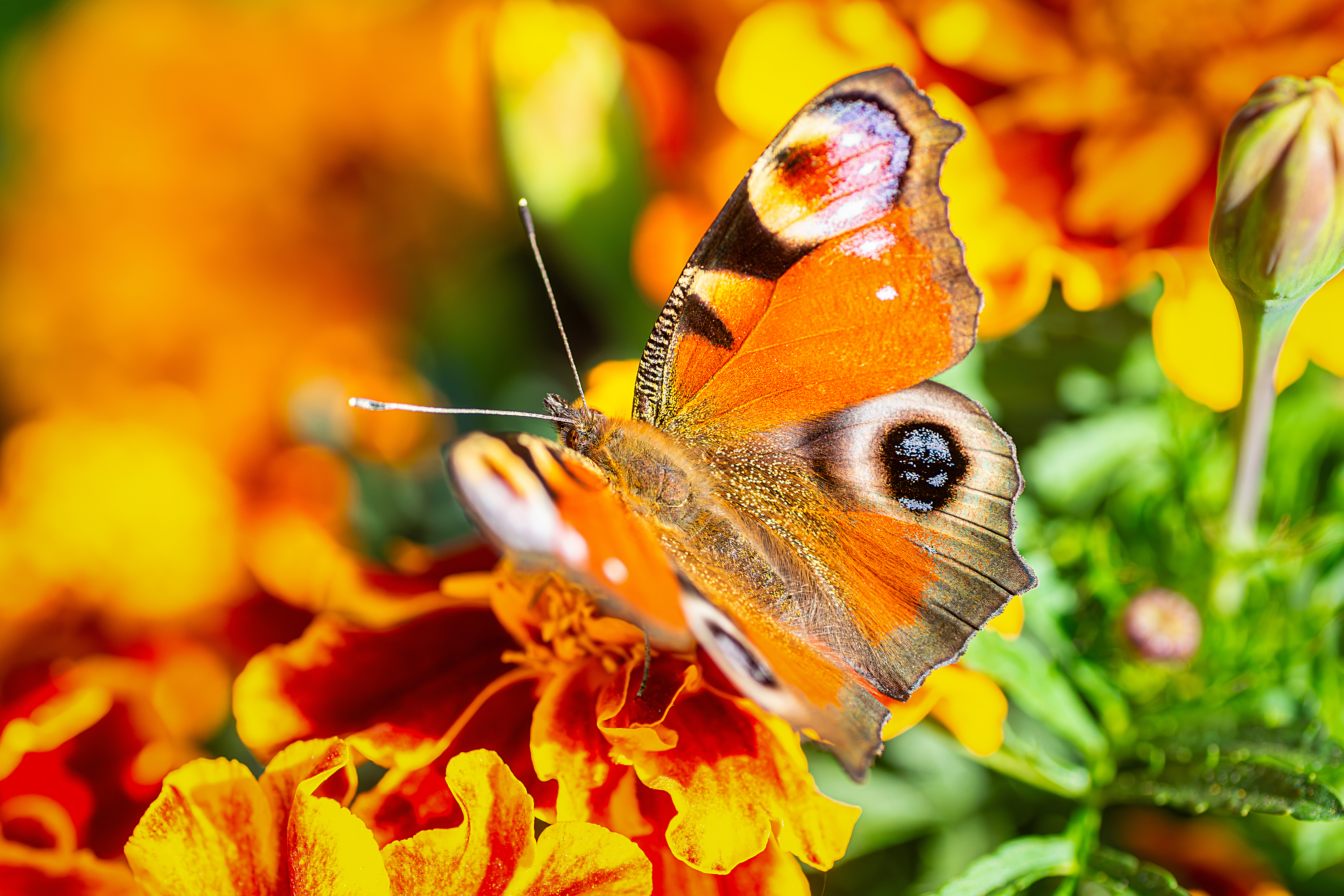 , Корнеев Алексей