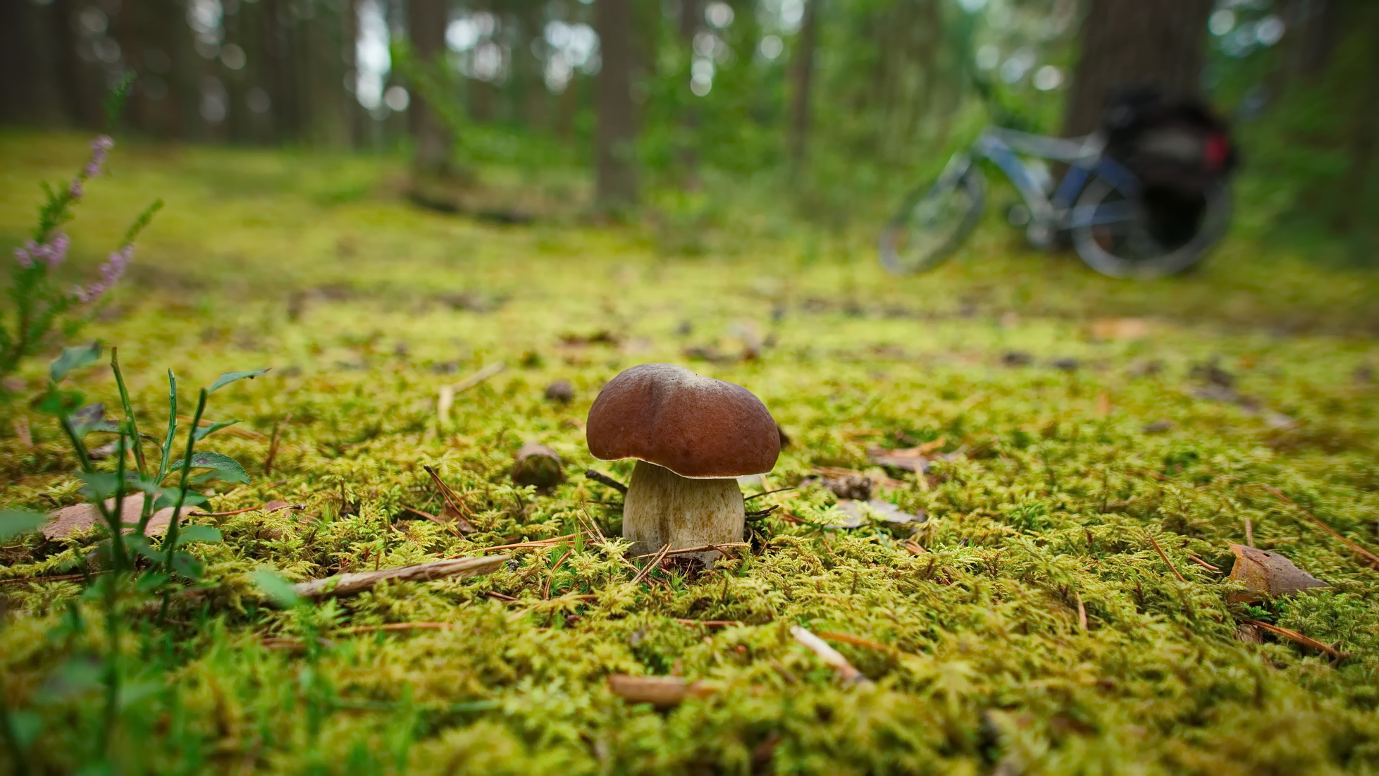 лес, бор, белый, гриб, велосипед, лётцы, Виктор Гурков
