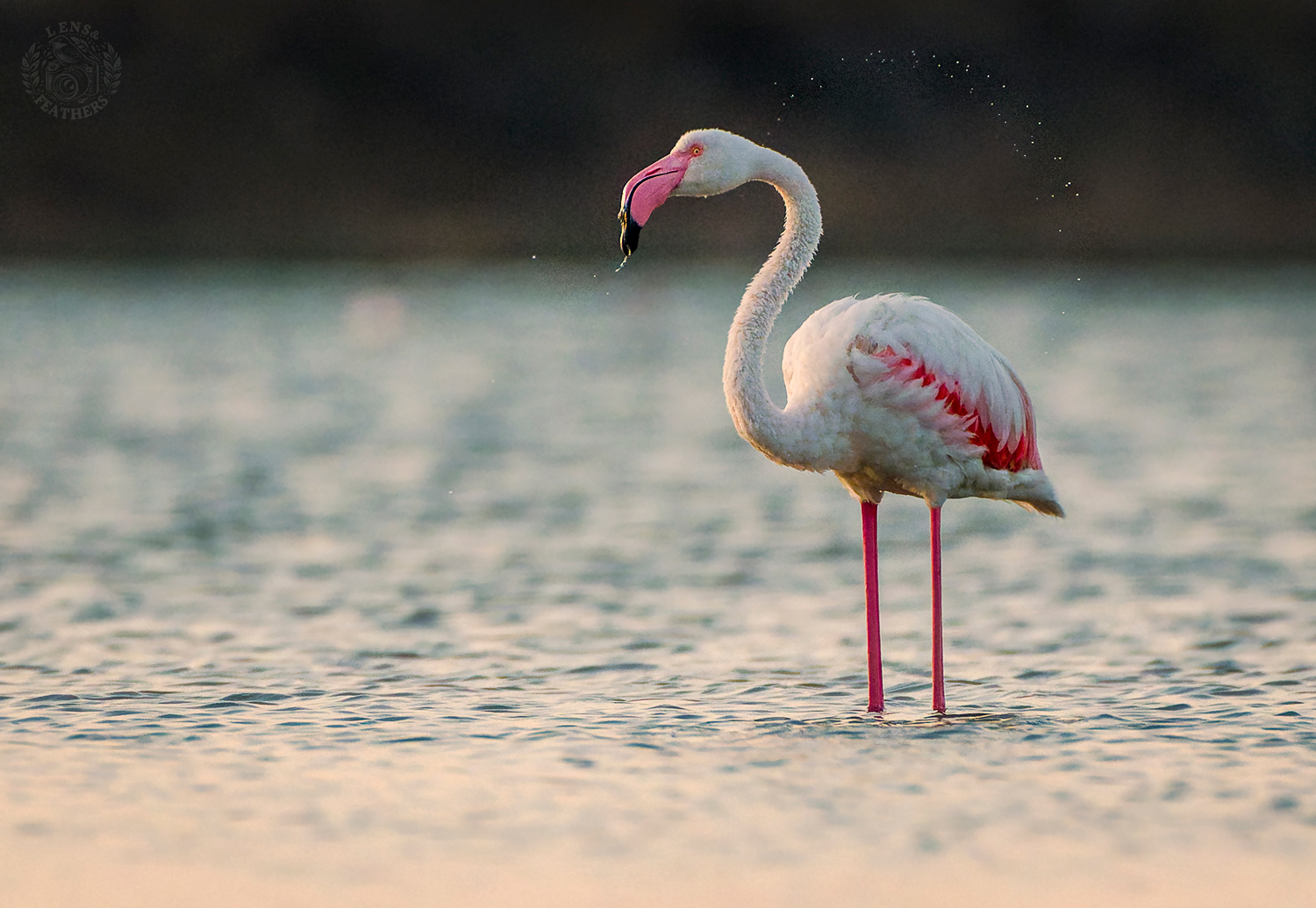 , Евгени Стефанов