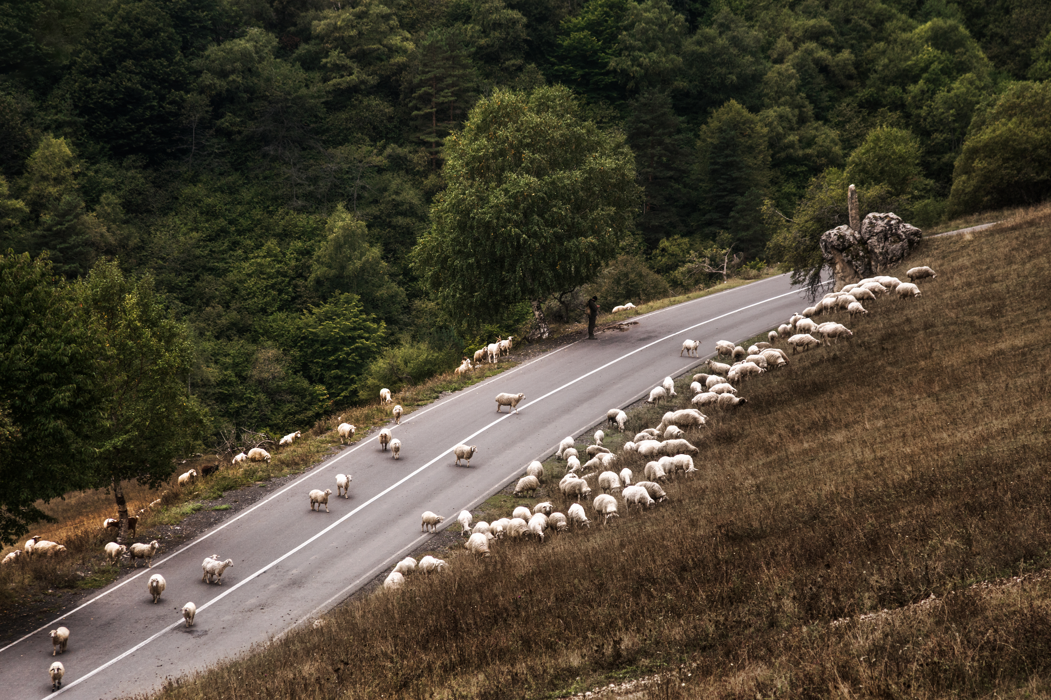 sheeps, road, landscape, mountines, ингушетия, овцы, пейзаж, дорога, горы, Толстоноженко Илья