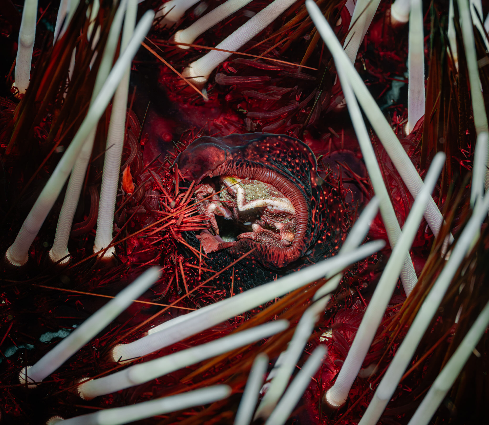 , Савин Андрей