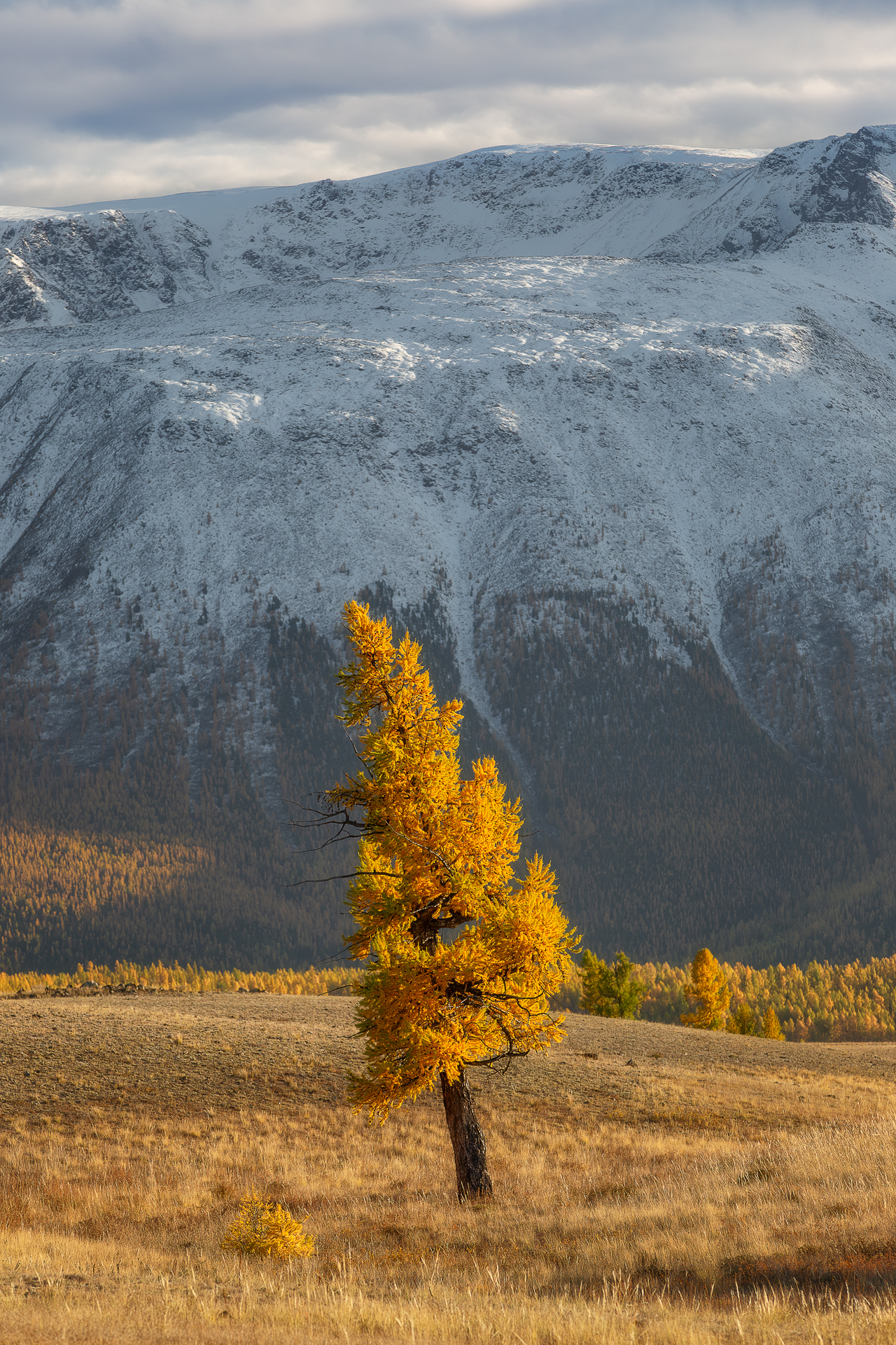 , Константин Маланин