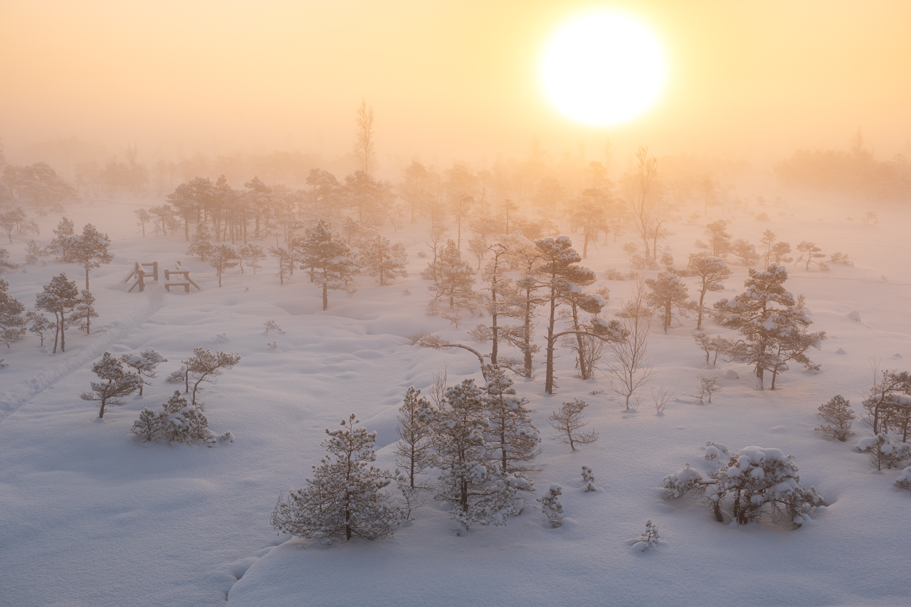 , Гордон Николай