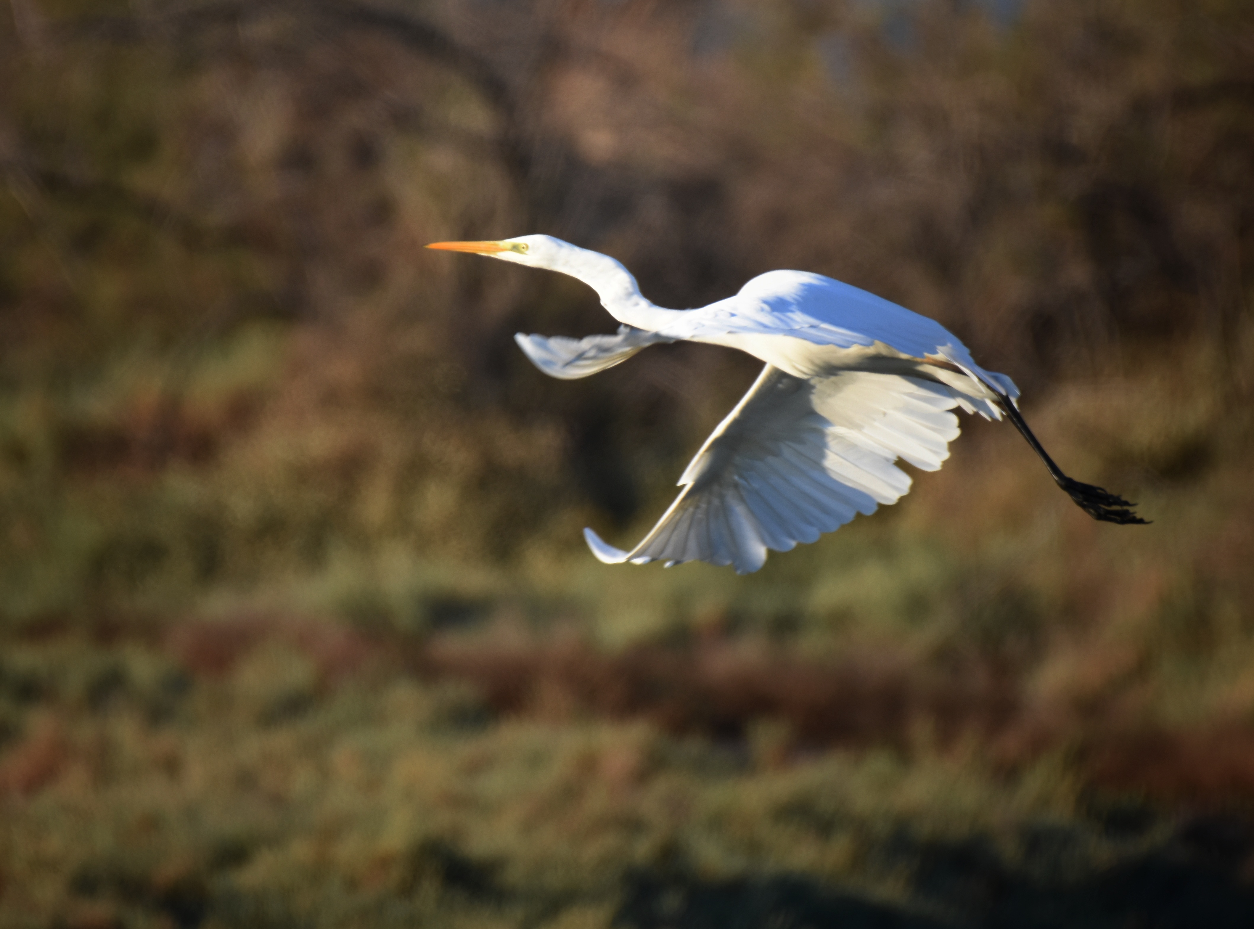 , Герчев Николай