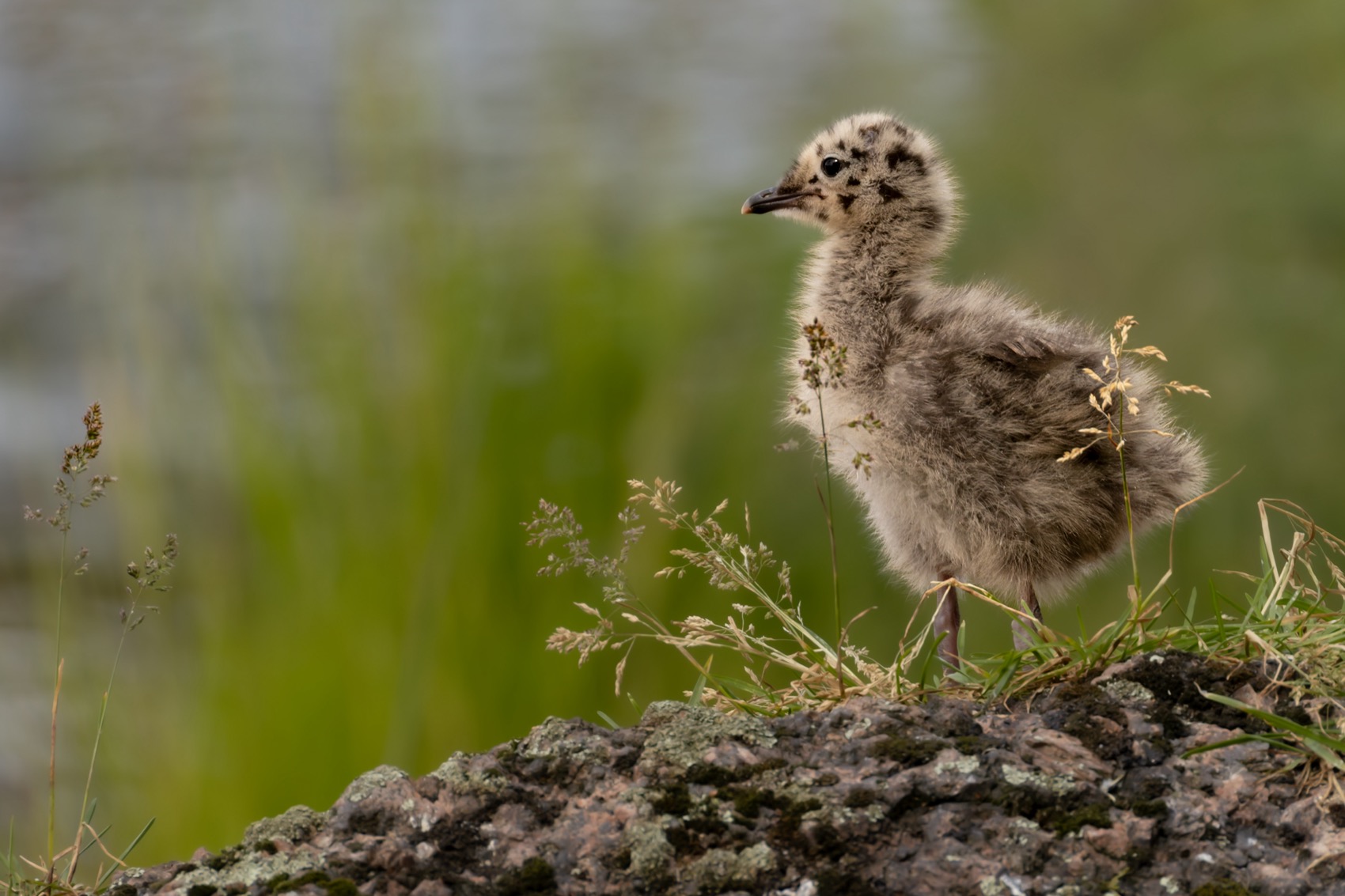 сизая чайка, птенец, чайка, птицы, Ruslan Pl