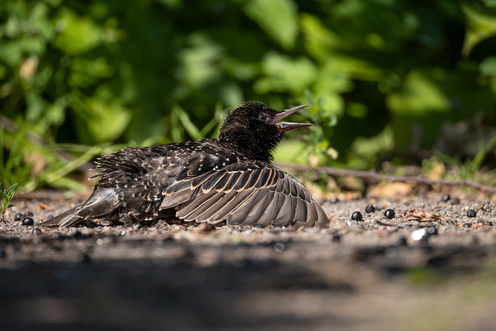 солнцевание, скворец, птицы, Ruslan Pl