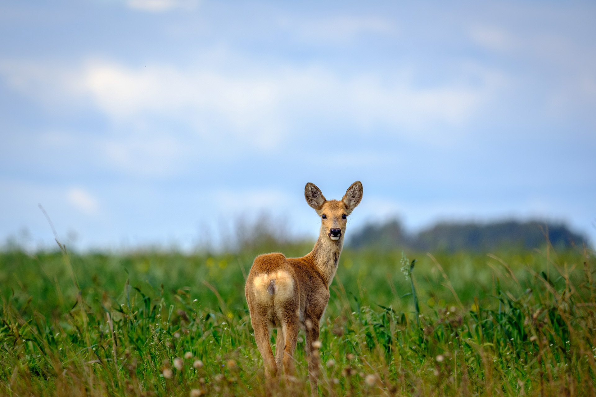 , Бодрягин Виталий