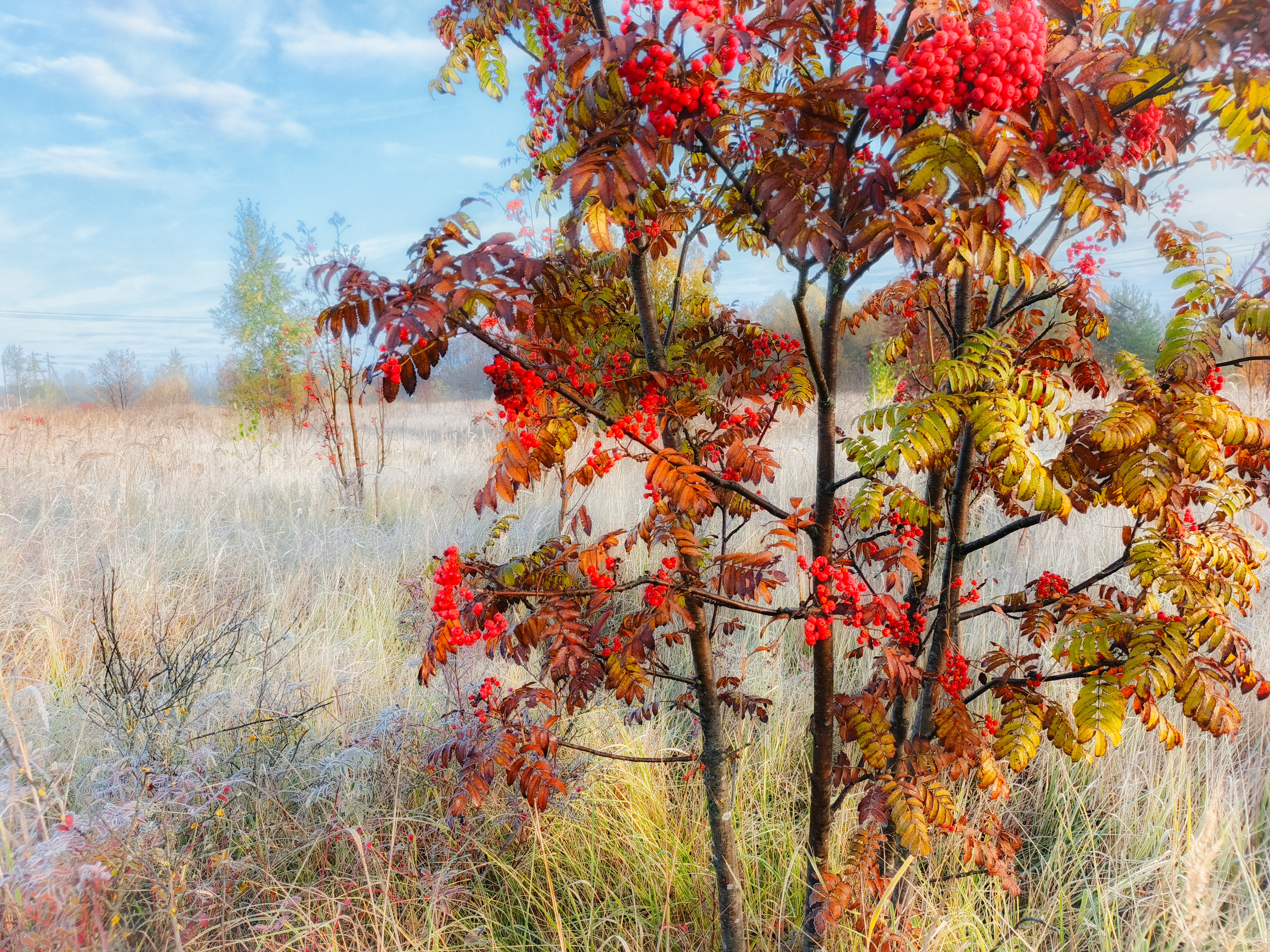 , Кондрашова Светлана