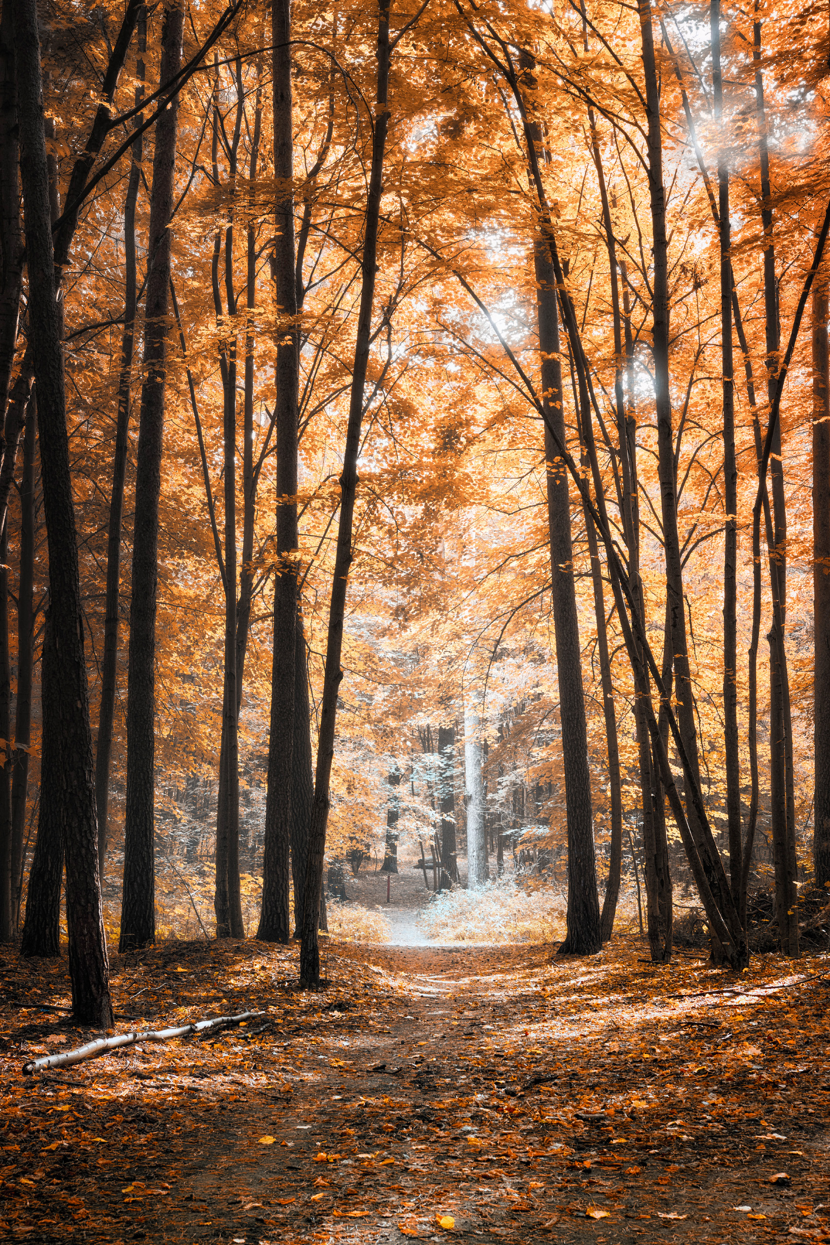 лес, деревья, листва, свет, осень, Валерий Вождаев