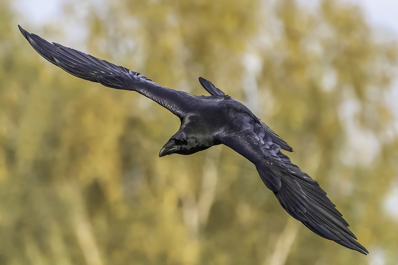 ворон, осень, полёт, Сытина Наталия
